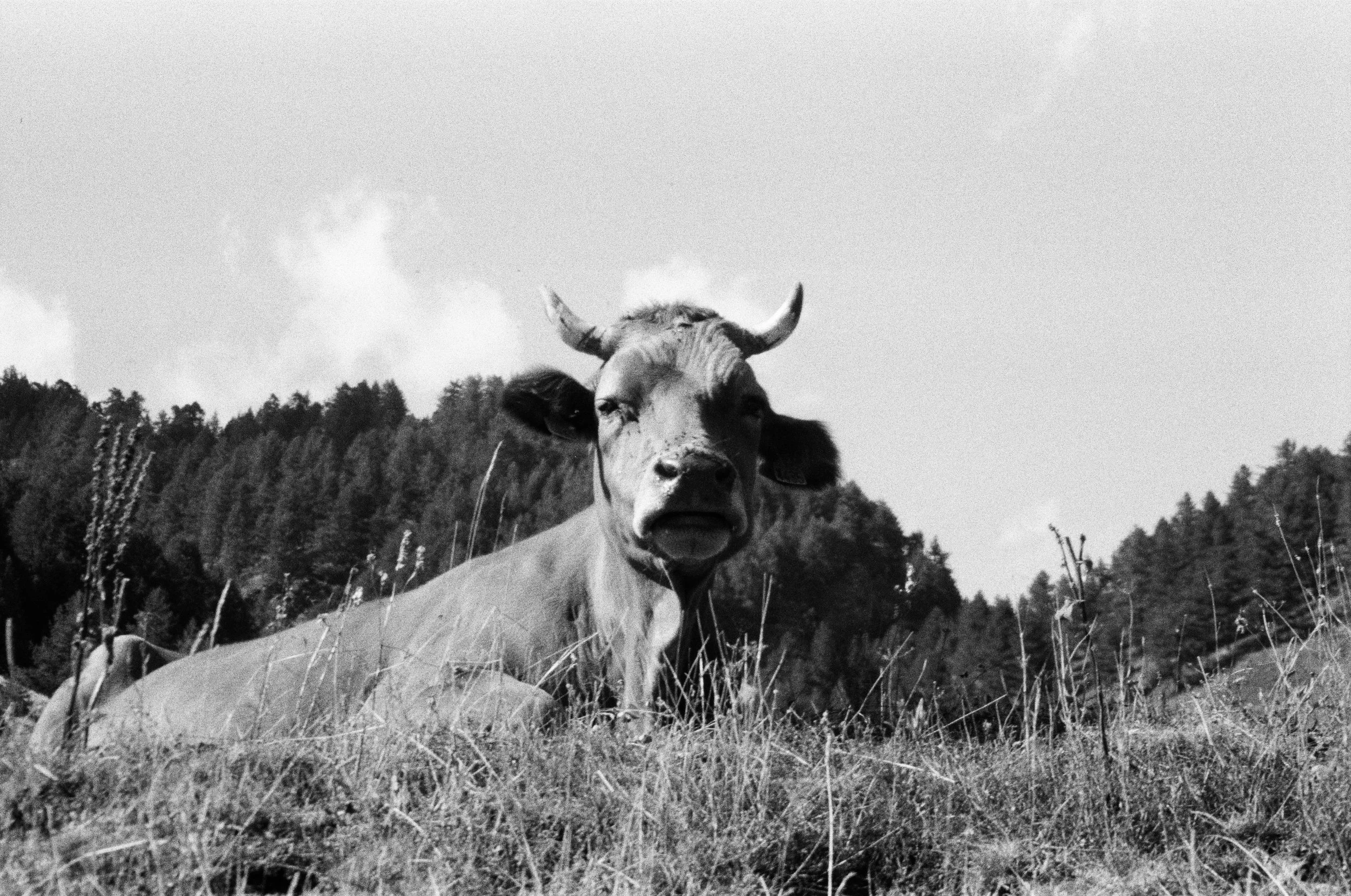 Una mucca sdraiata in un campo con alberi sullo sfondo, vista frontale, in bianco e nero.