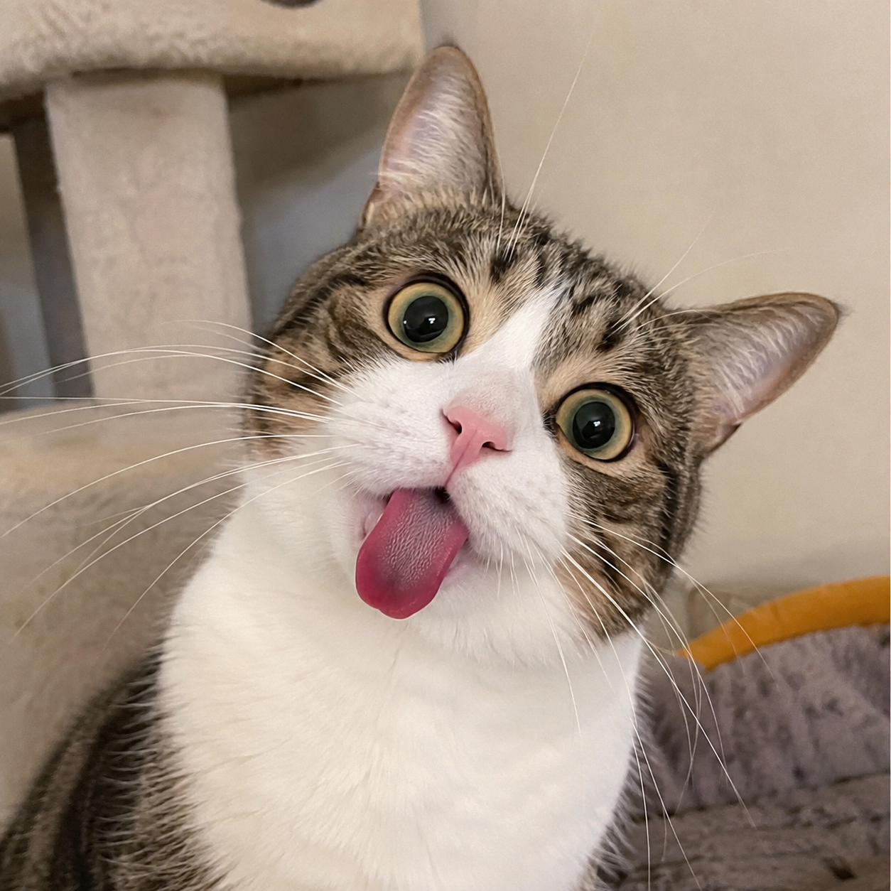 silly cats