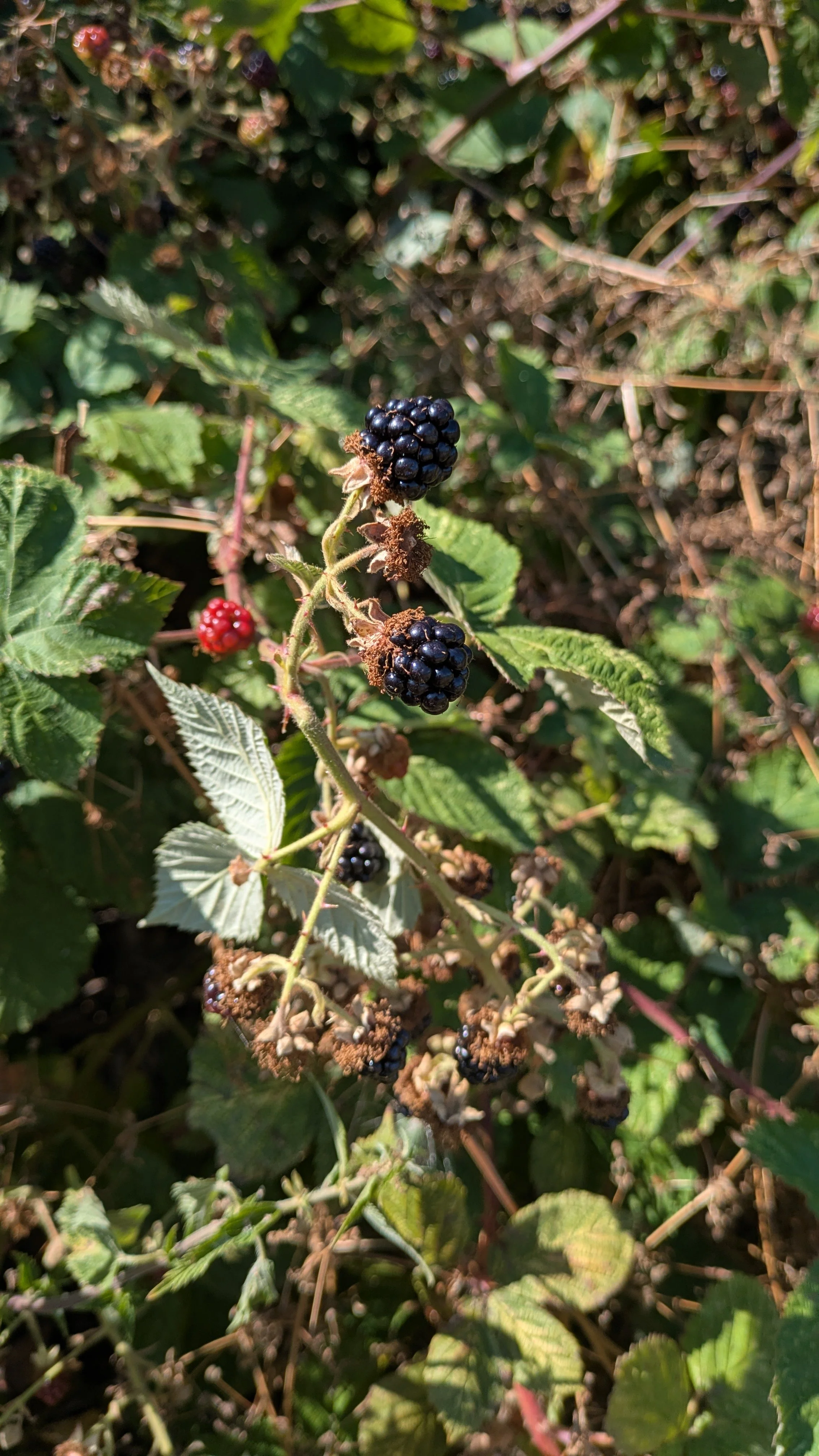 Weed of the Week- Blackberries