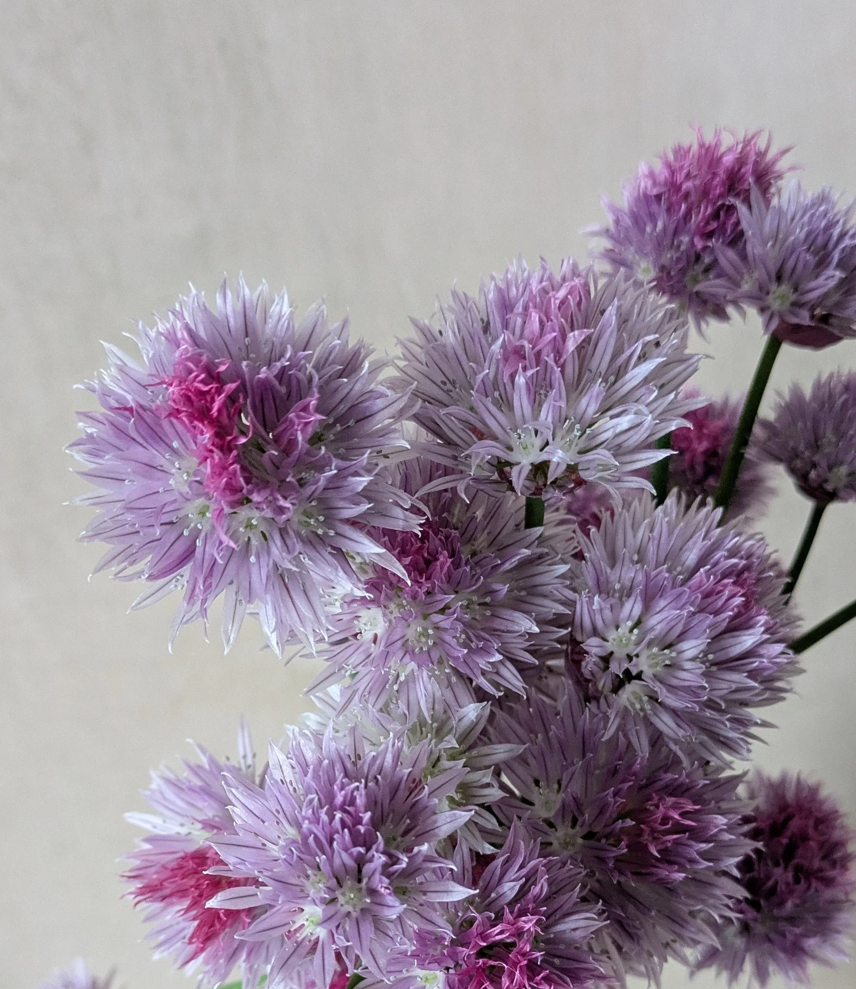 Chives | Allium schoenoprasum