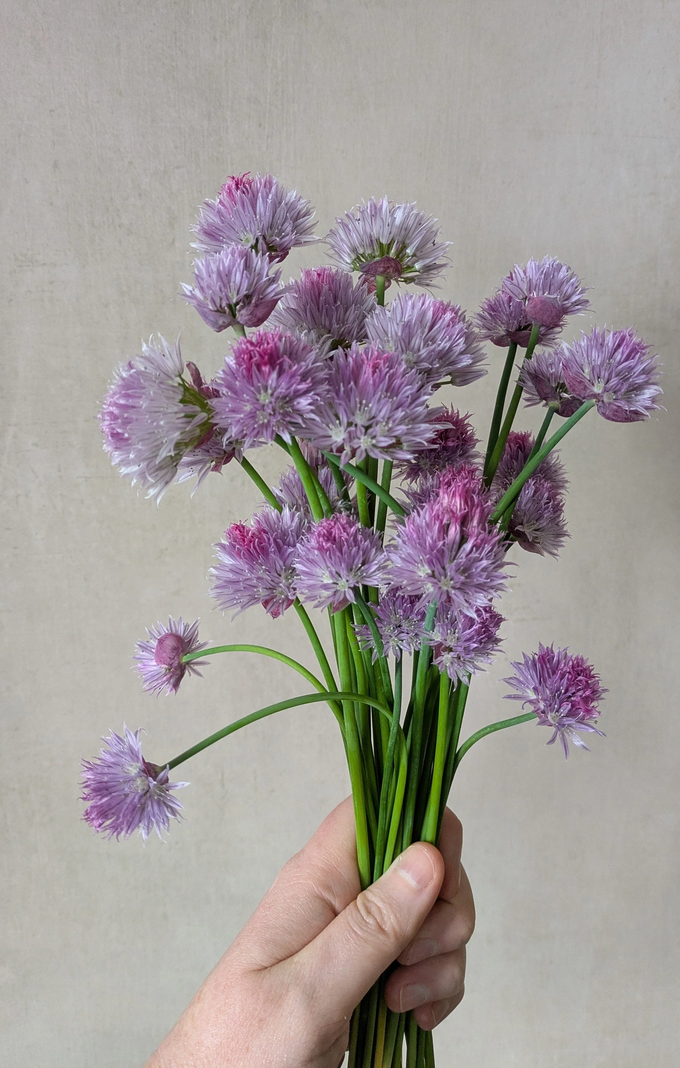  A hand holding a bunch of chive flowers with spherical lavender and pink blooms on slender green stems against a neutral background. 