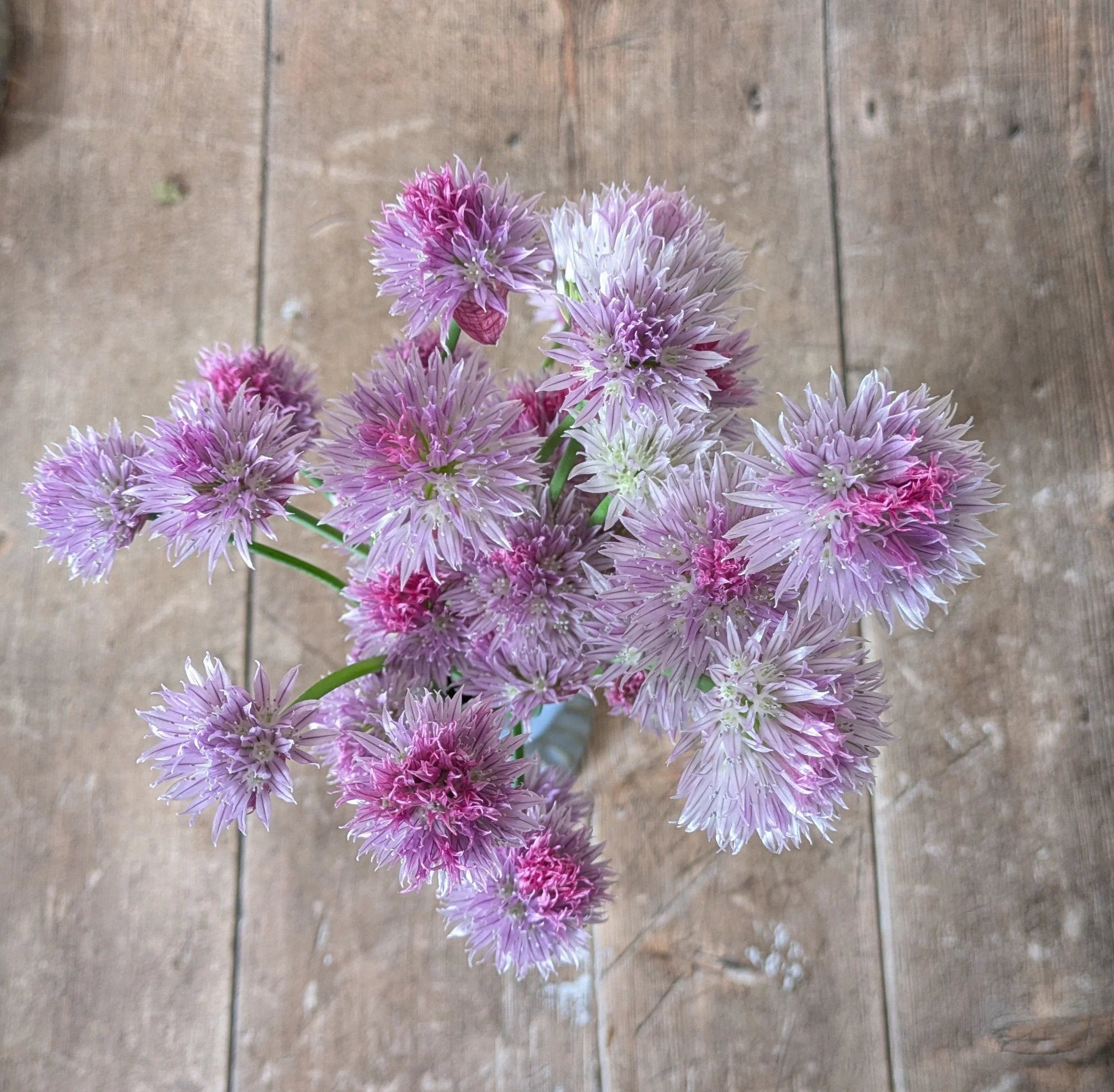  Overhead view of chive flowers in a small container, showing clusters of lavender and pink petals on green stems against a rustic wooden table. 