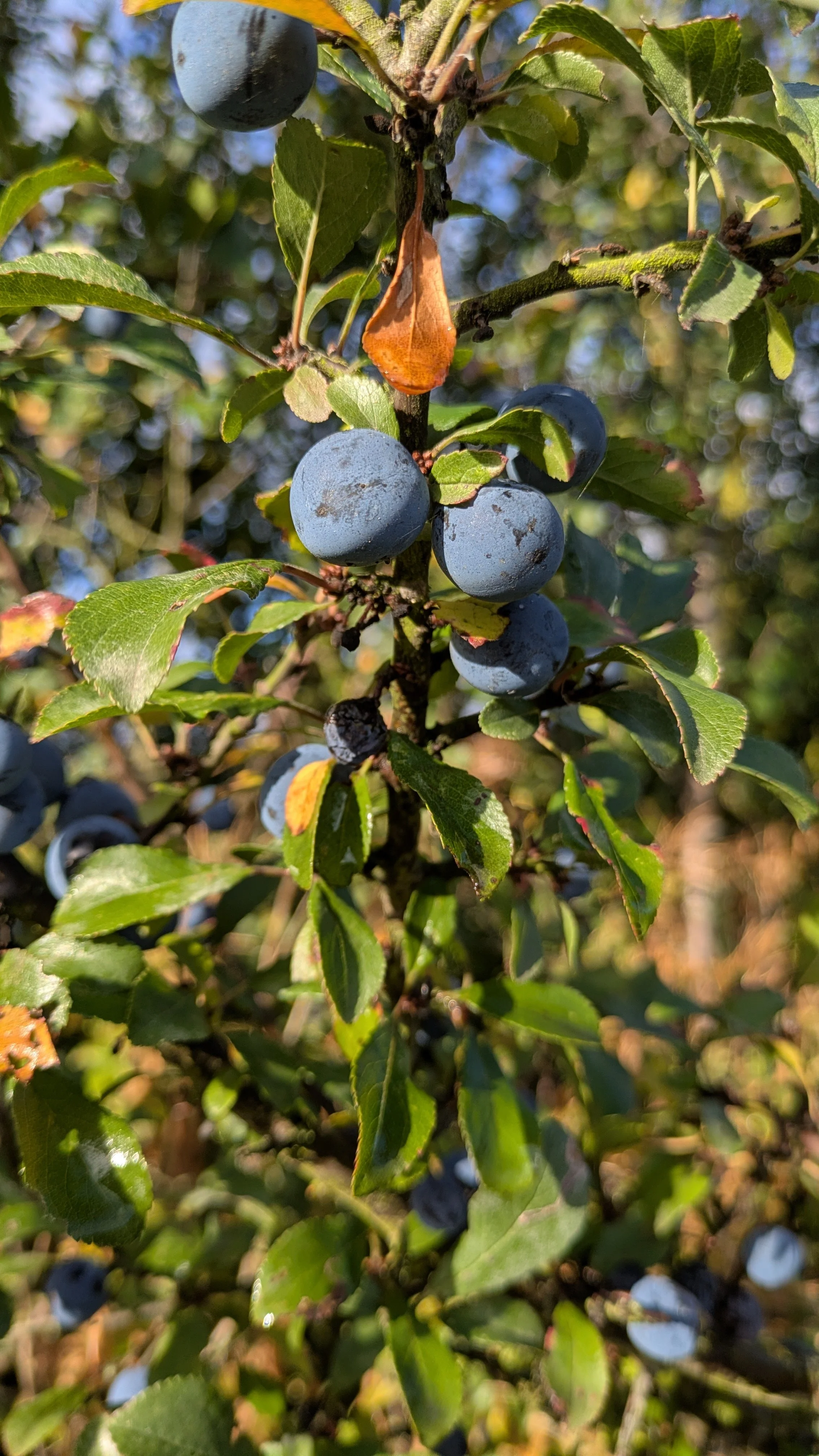 sloe-berries-on-blackthorn.jpg.jpg