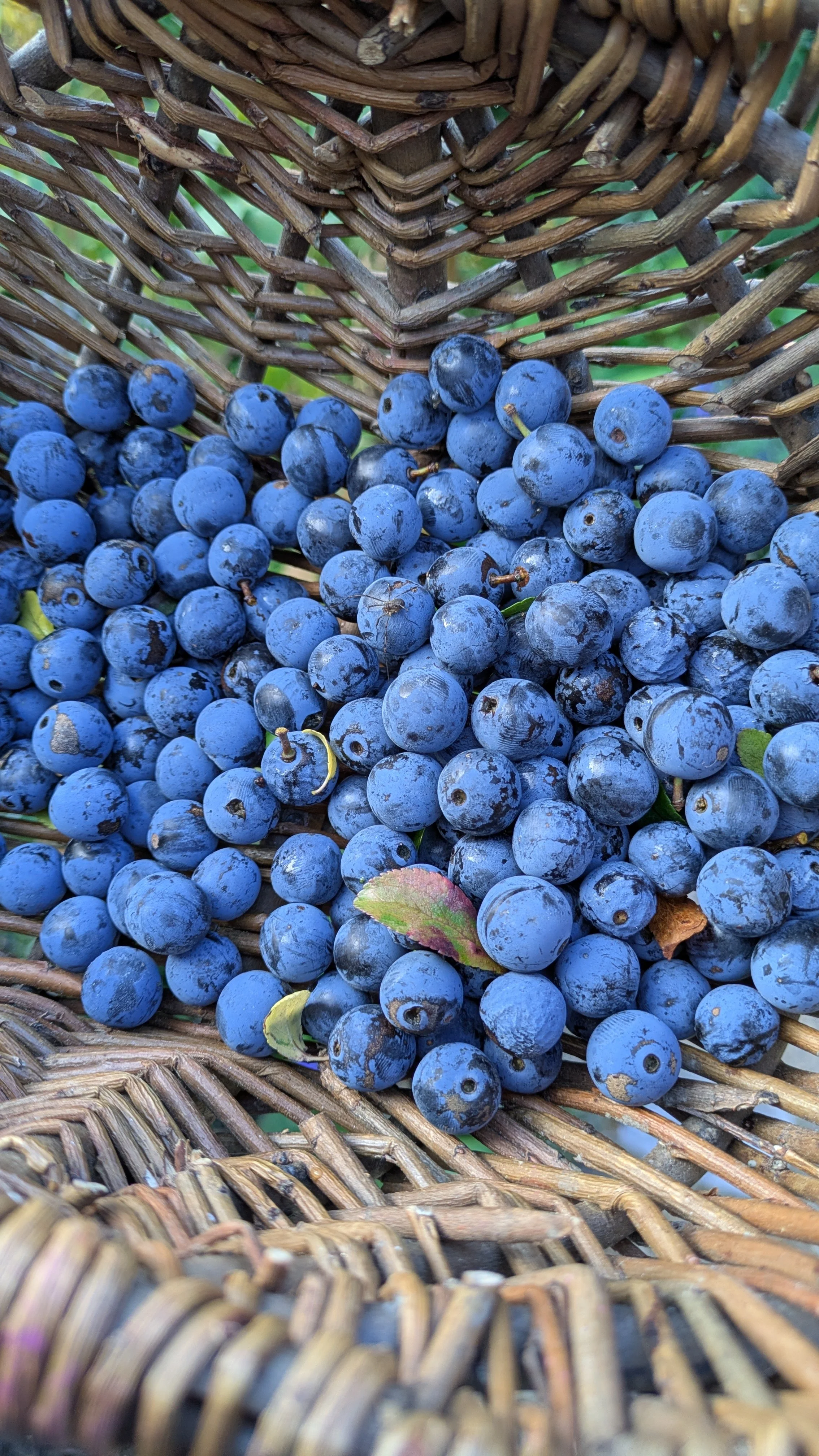 sloe-berrie-in-a-brown-wicker-basket.jpg.jpg