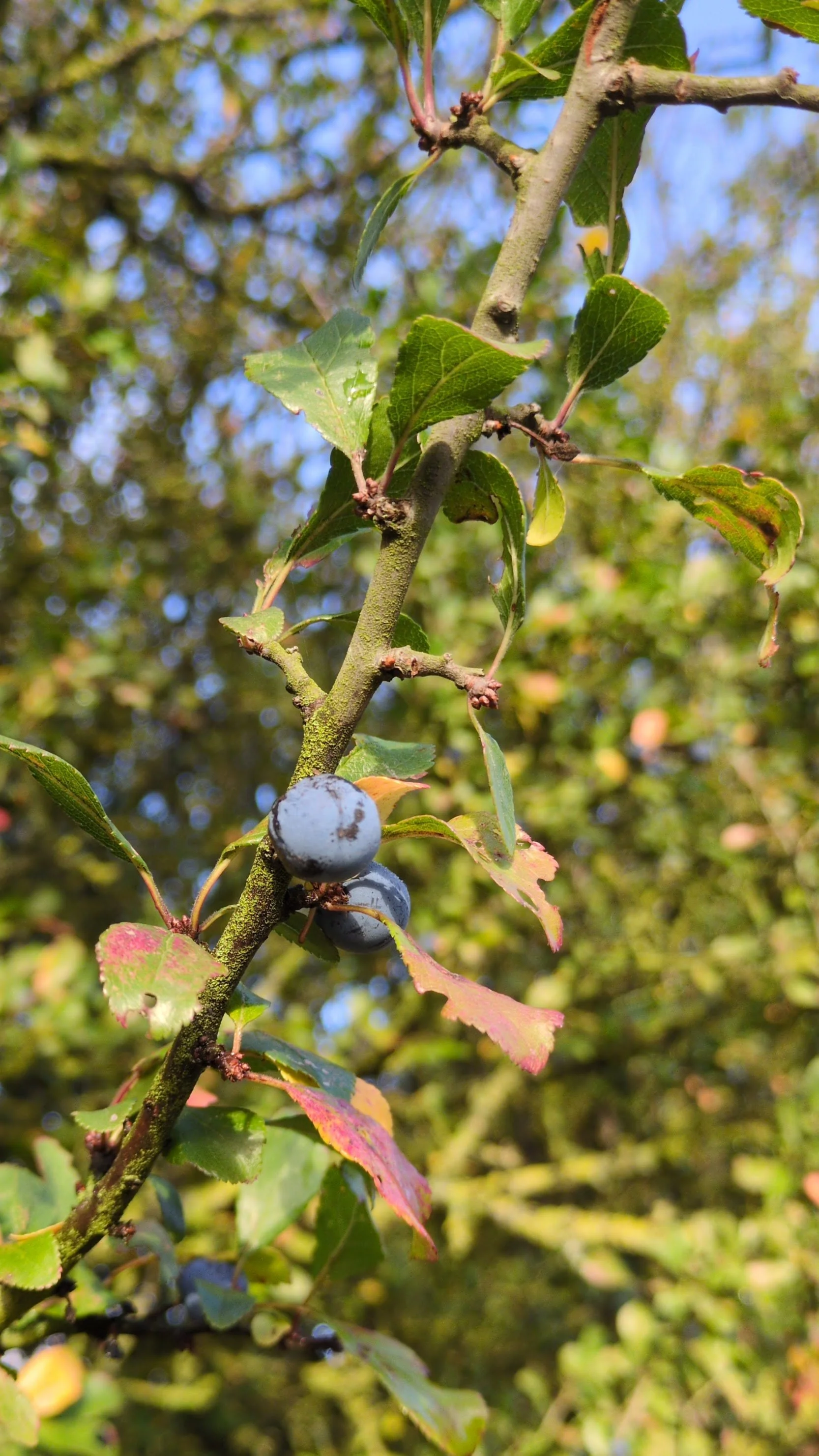 blackthorn-and-sloe-berries.jpg.JPEG