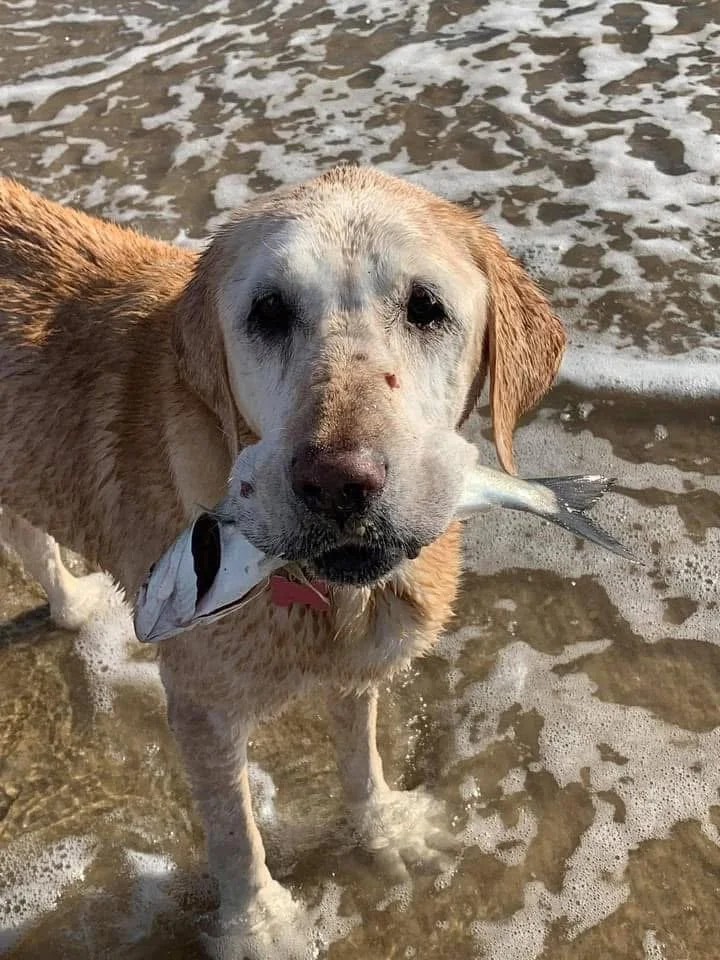 Dog standing in water at the beach with a fish in its mouth.