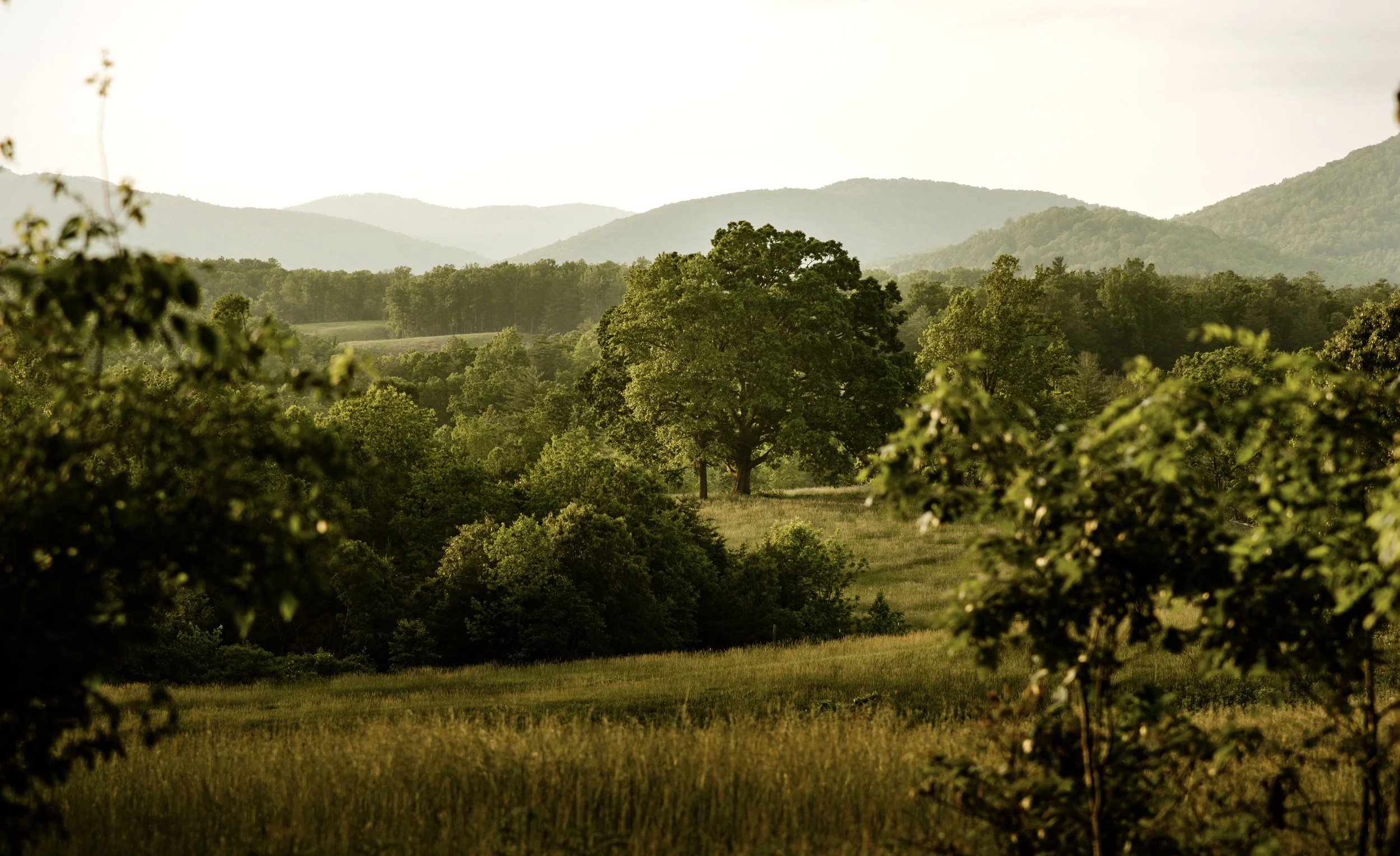 Nature/Landscape