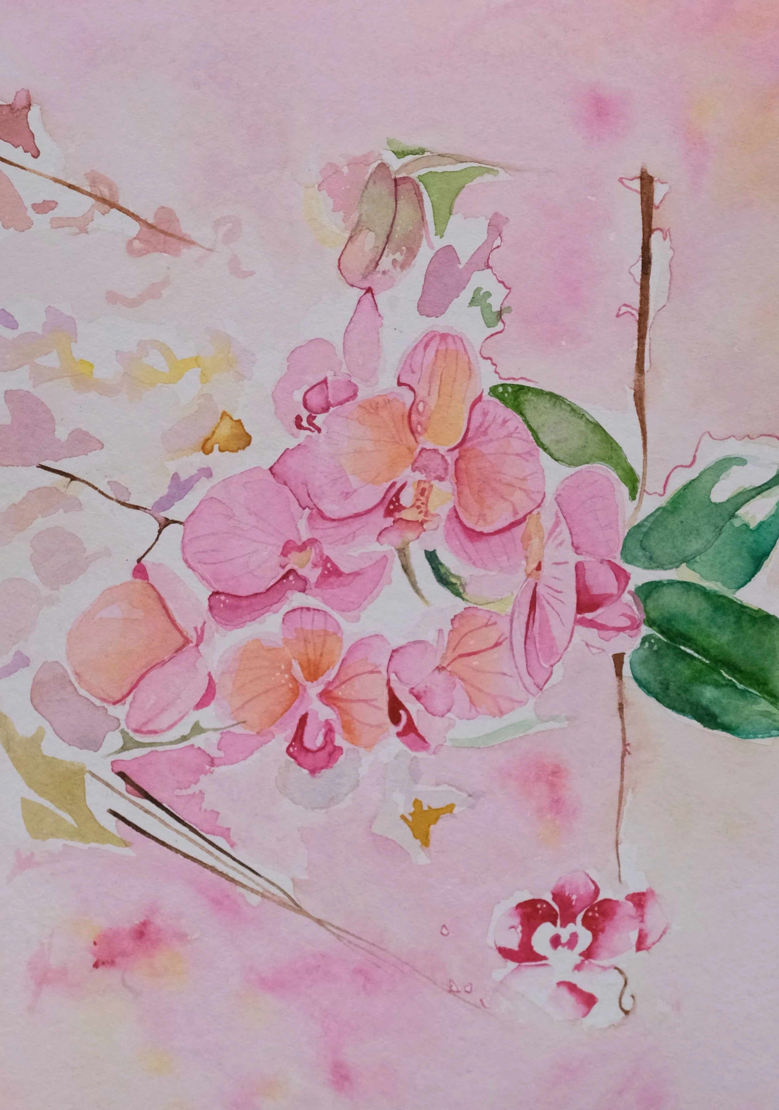 Blush Orchid