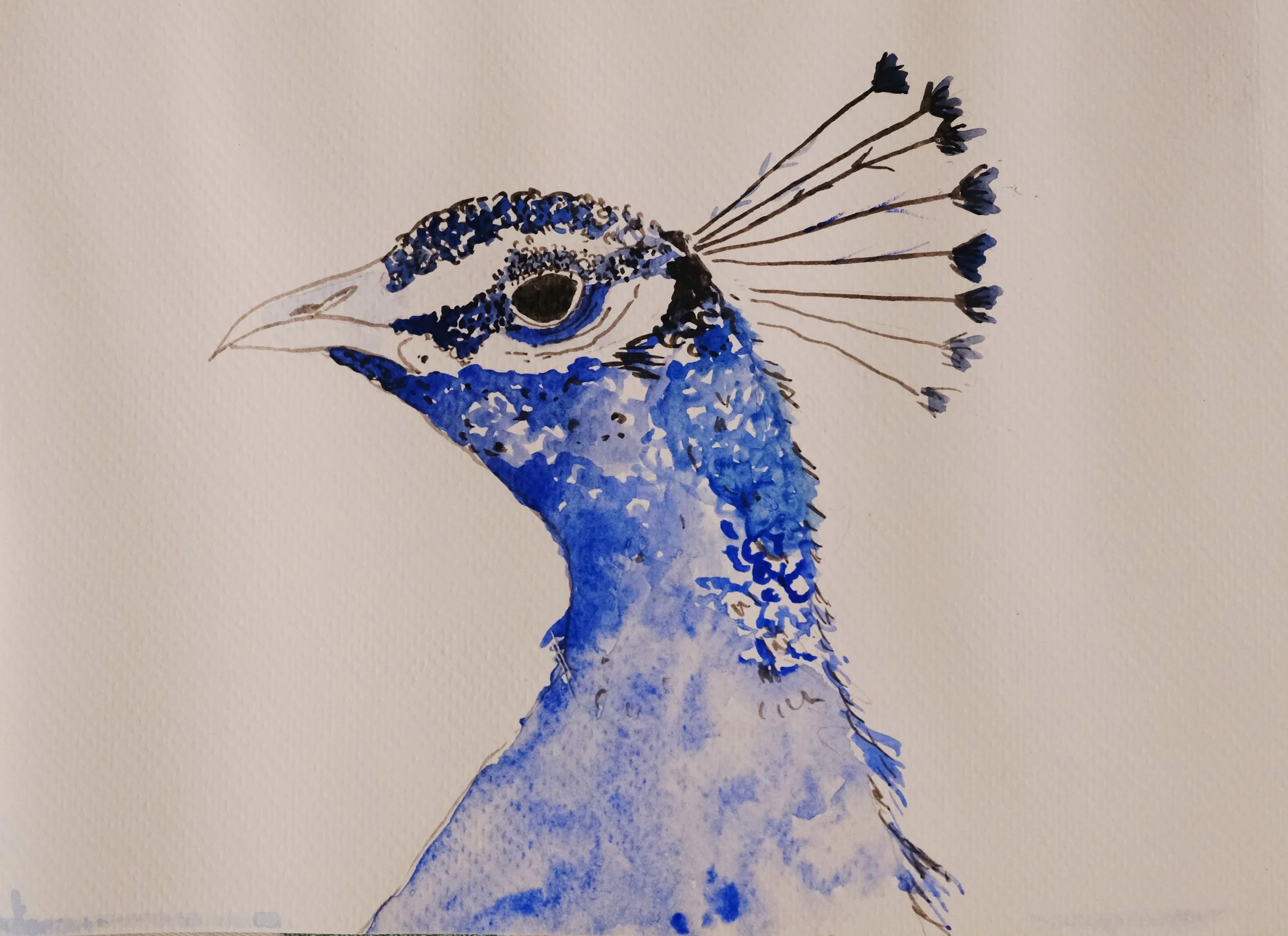 Peacock Elegance