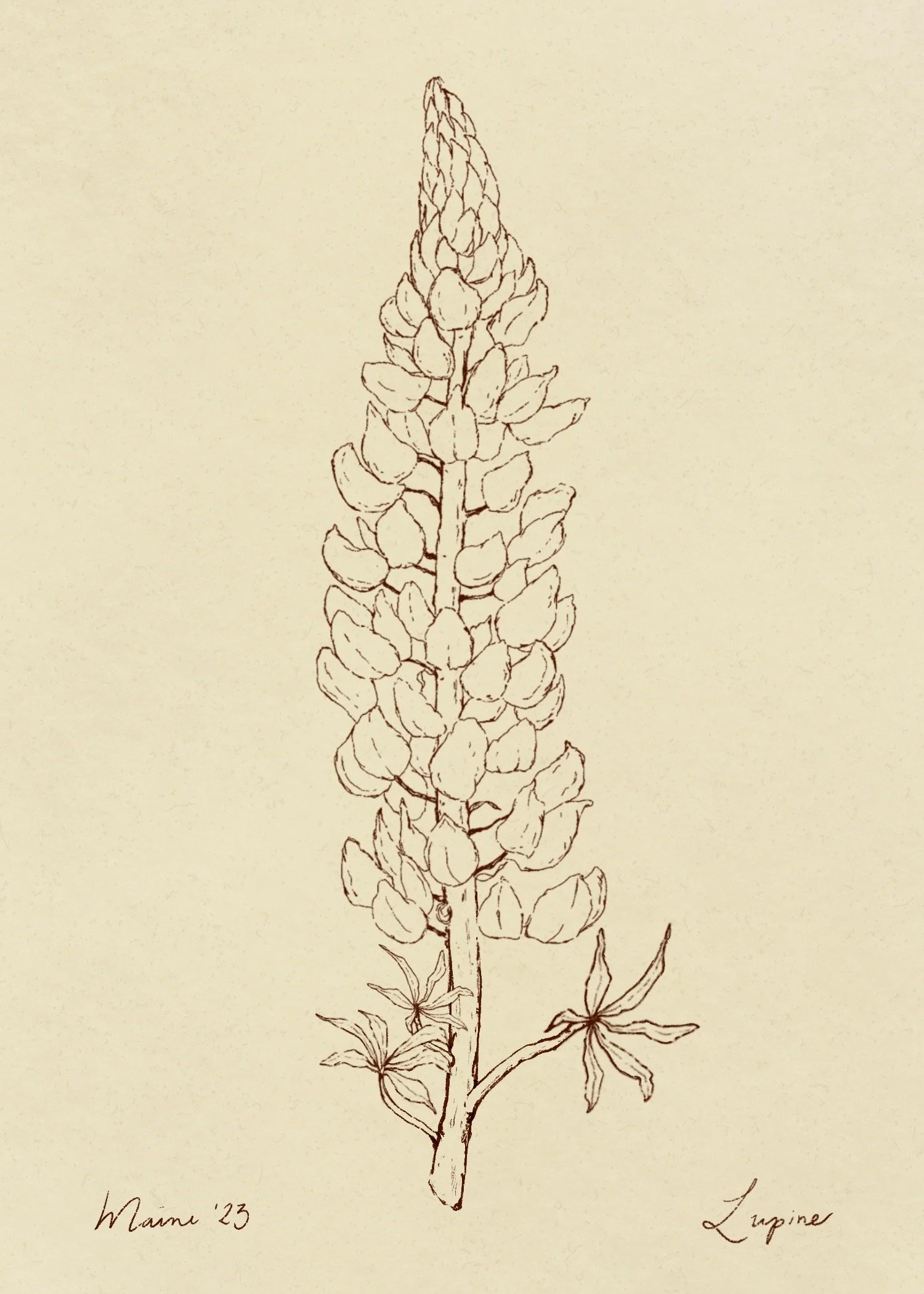Lupine_maine_.JPEG