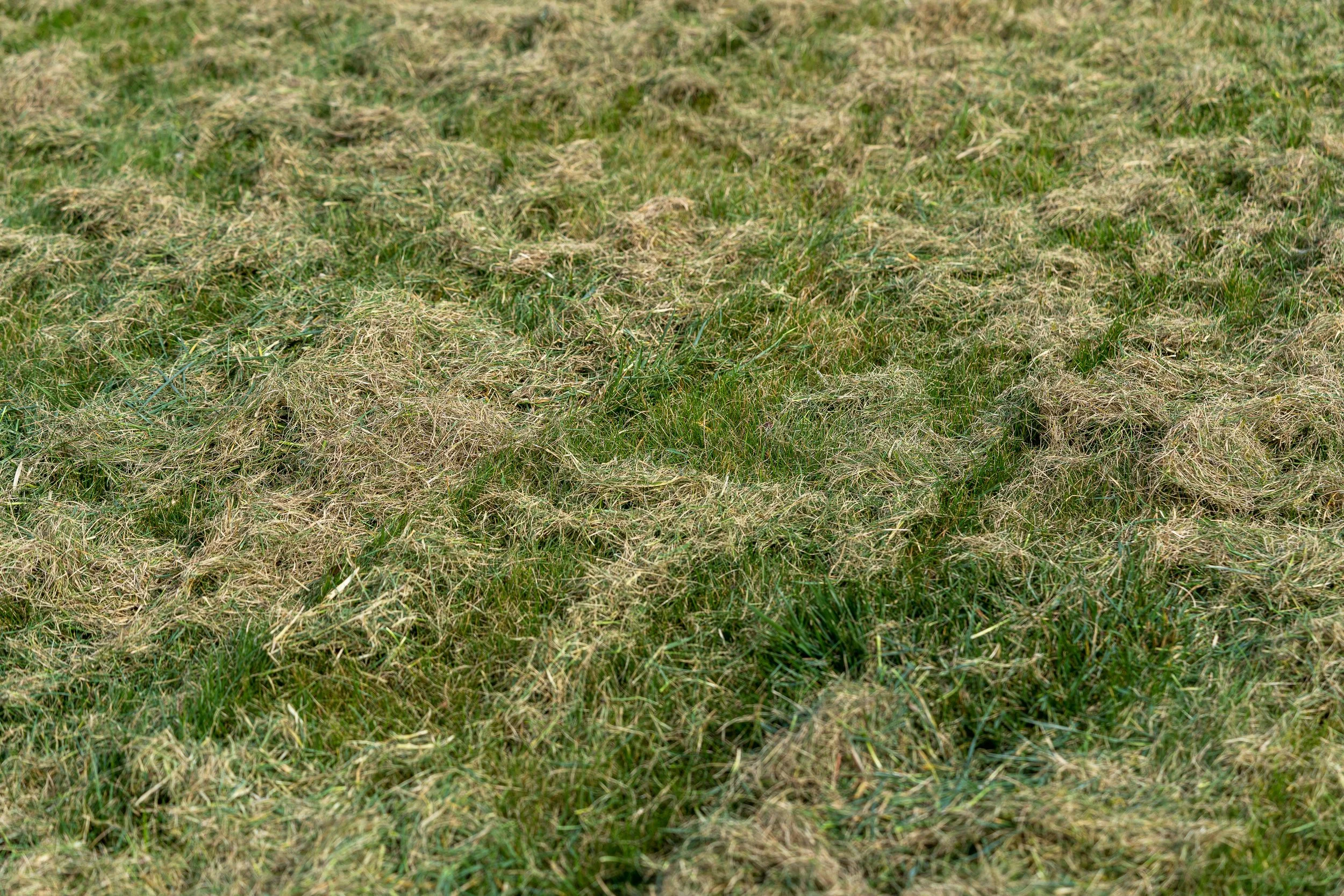 When and How to Dethatch Your Lawn