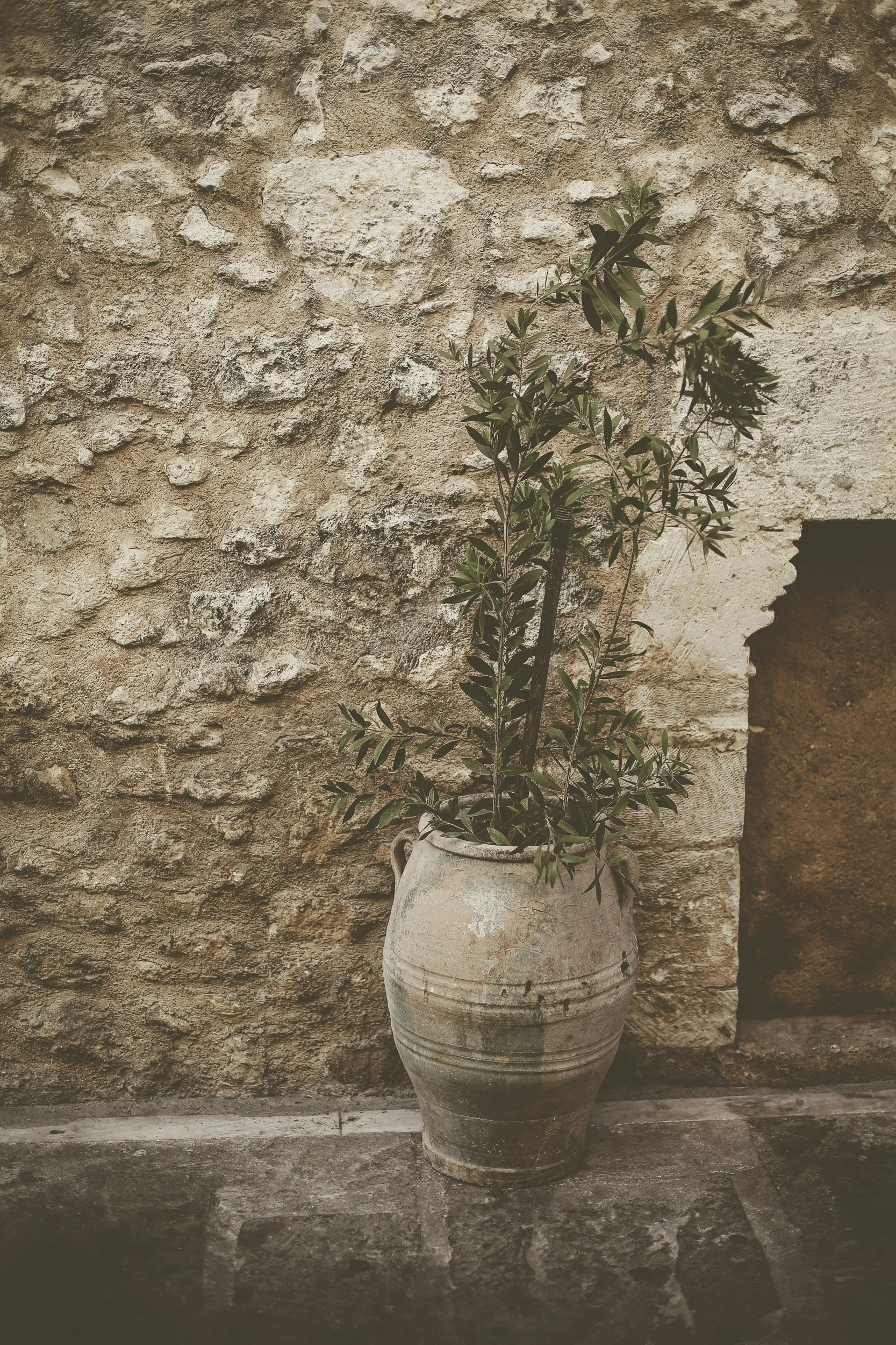 A potted green plant with elongated leaves, placed against a textured, weathered stone wall.