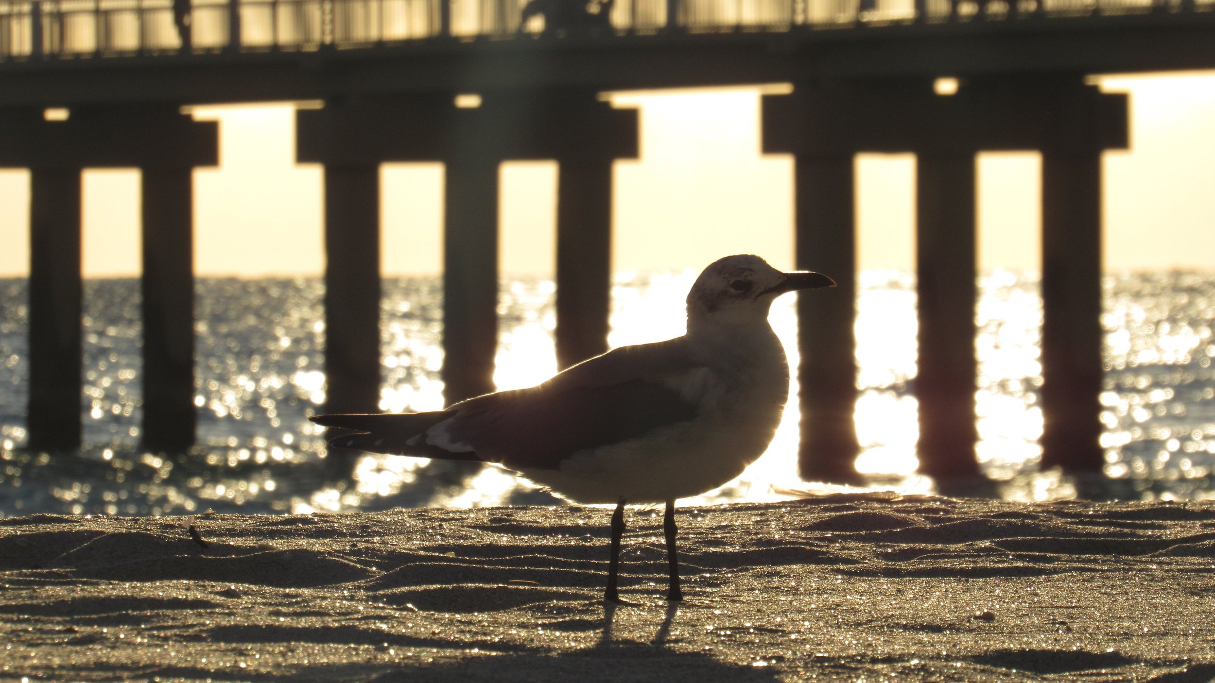 Seagull on the sand in front of the Newport Fishing Pier at sunrise.