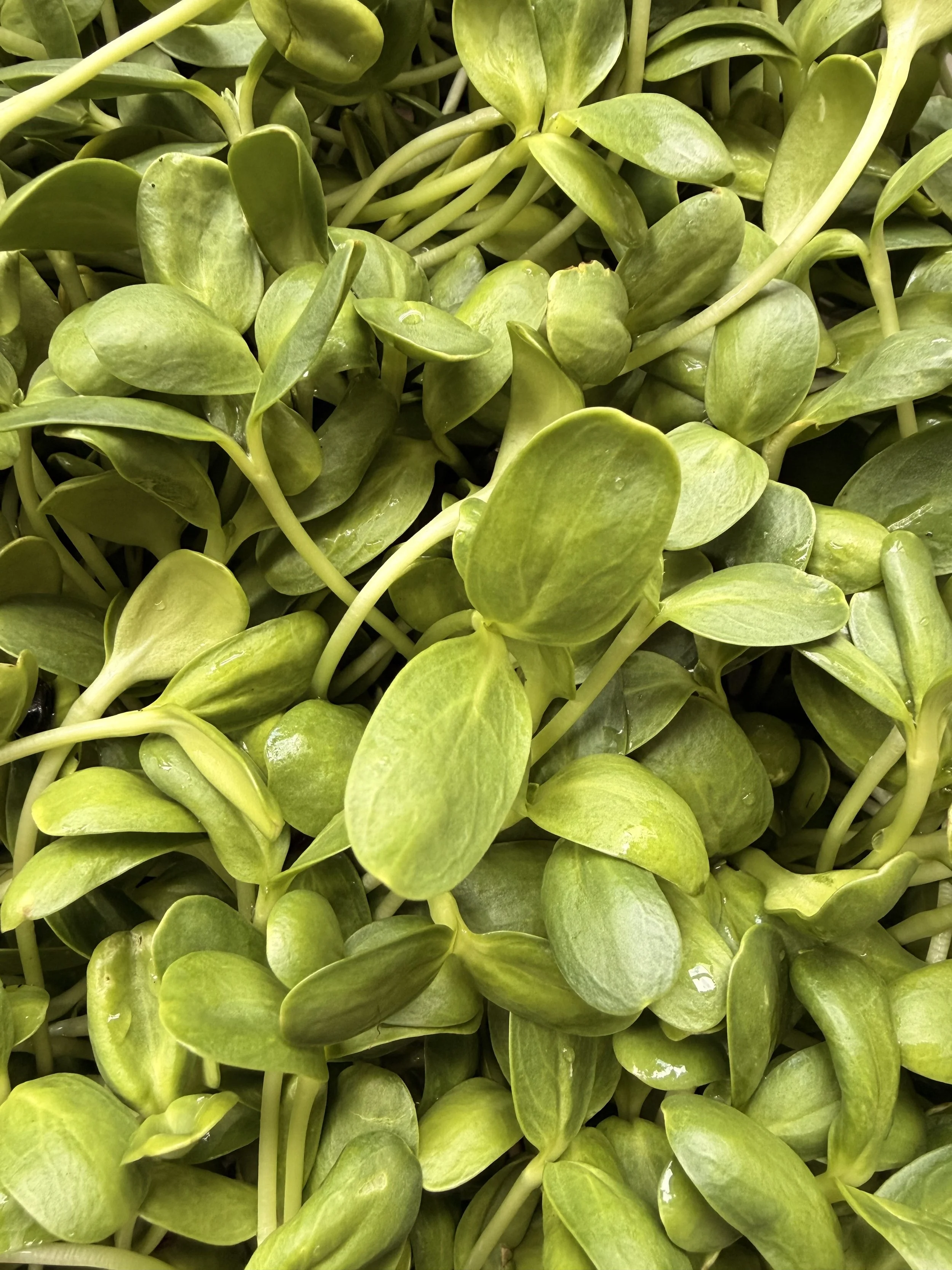 Sonnenblumenkeimlinge