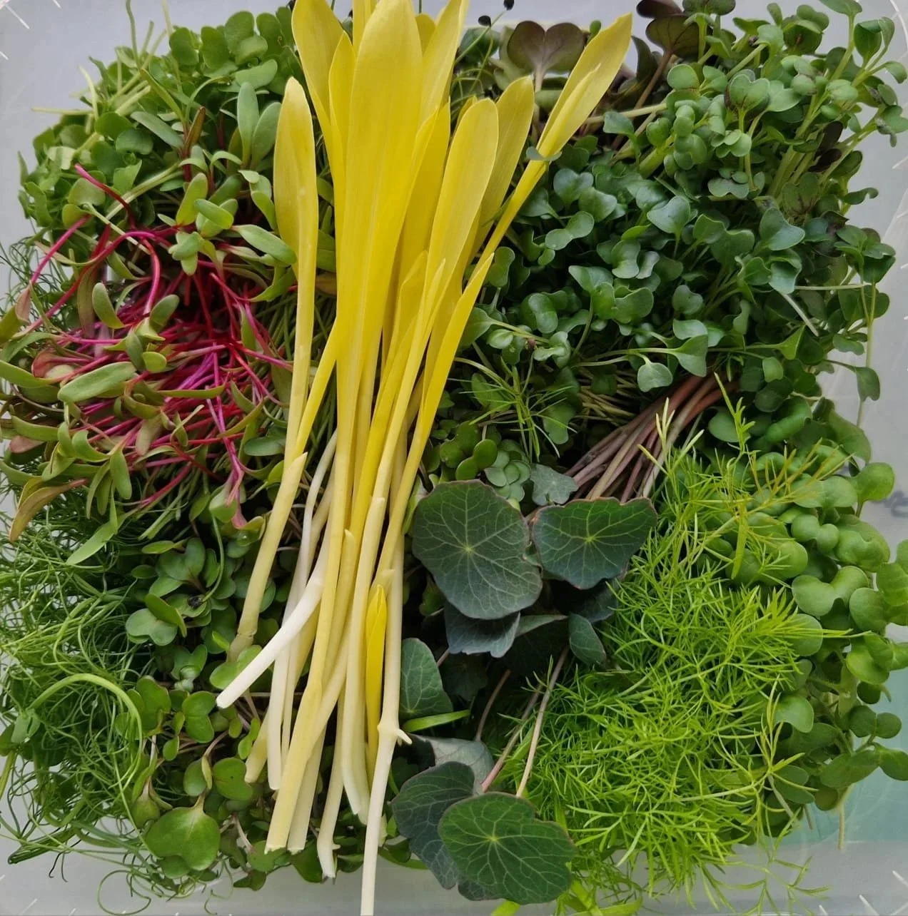 Variation an Greens von Küchengarten