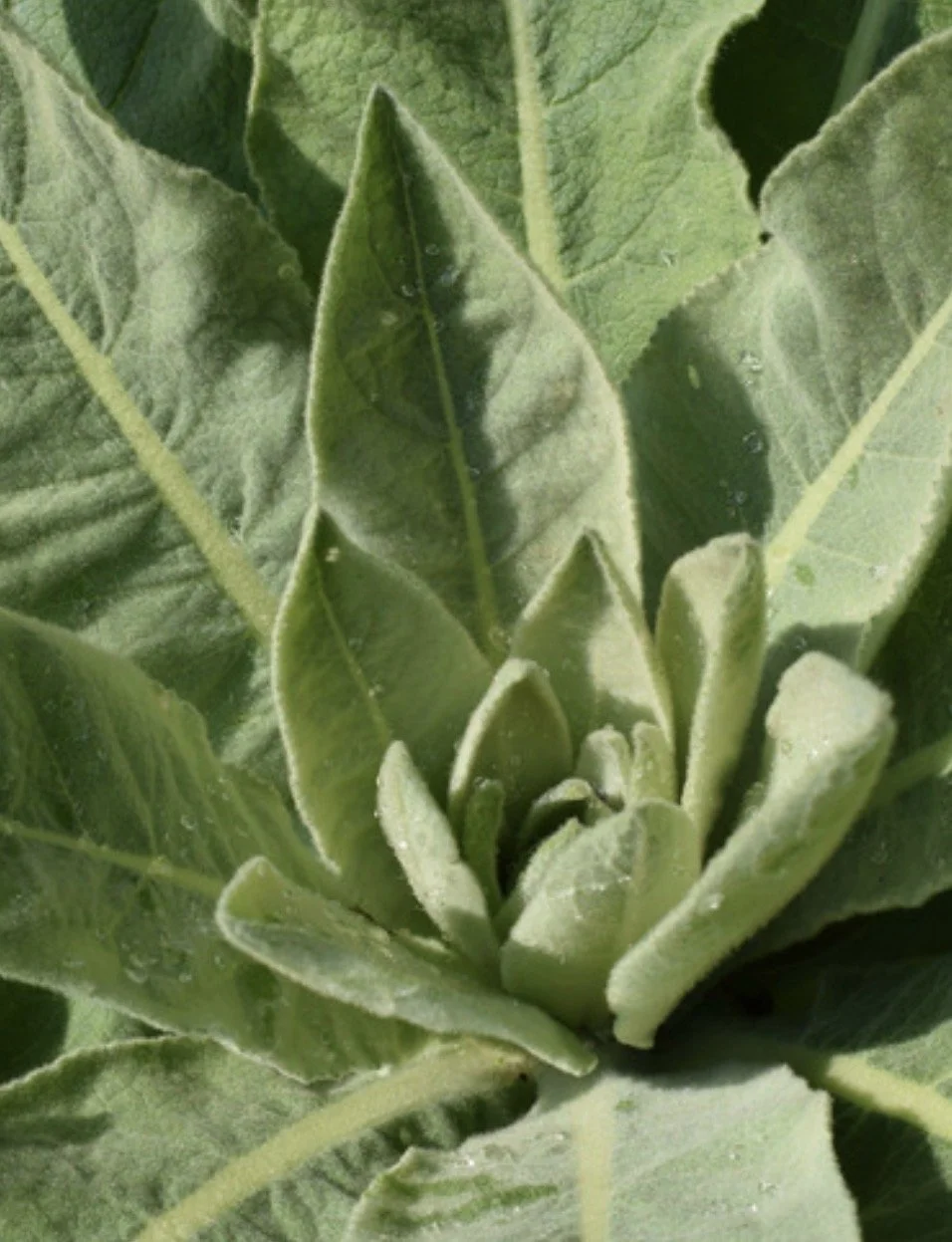 Mullein Starts