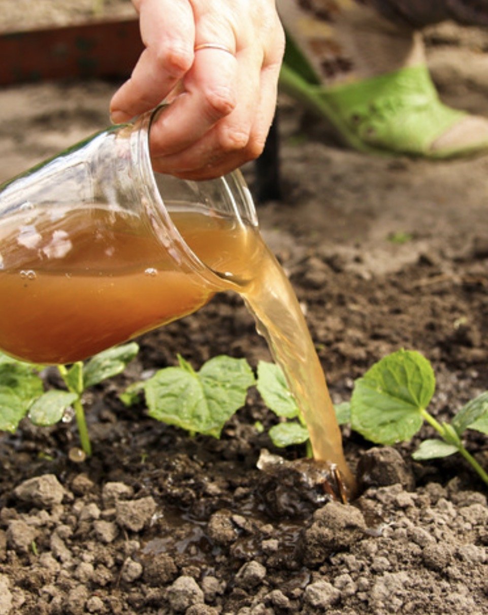 Class: Organic Fertilizer for Plant Health