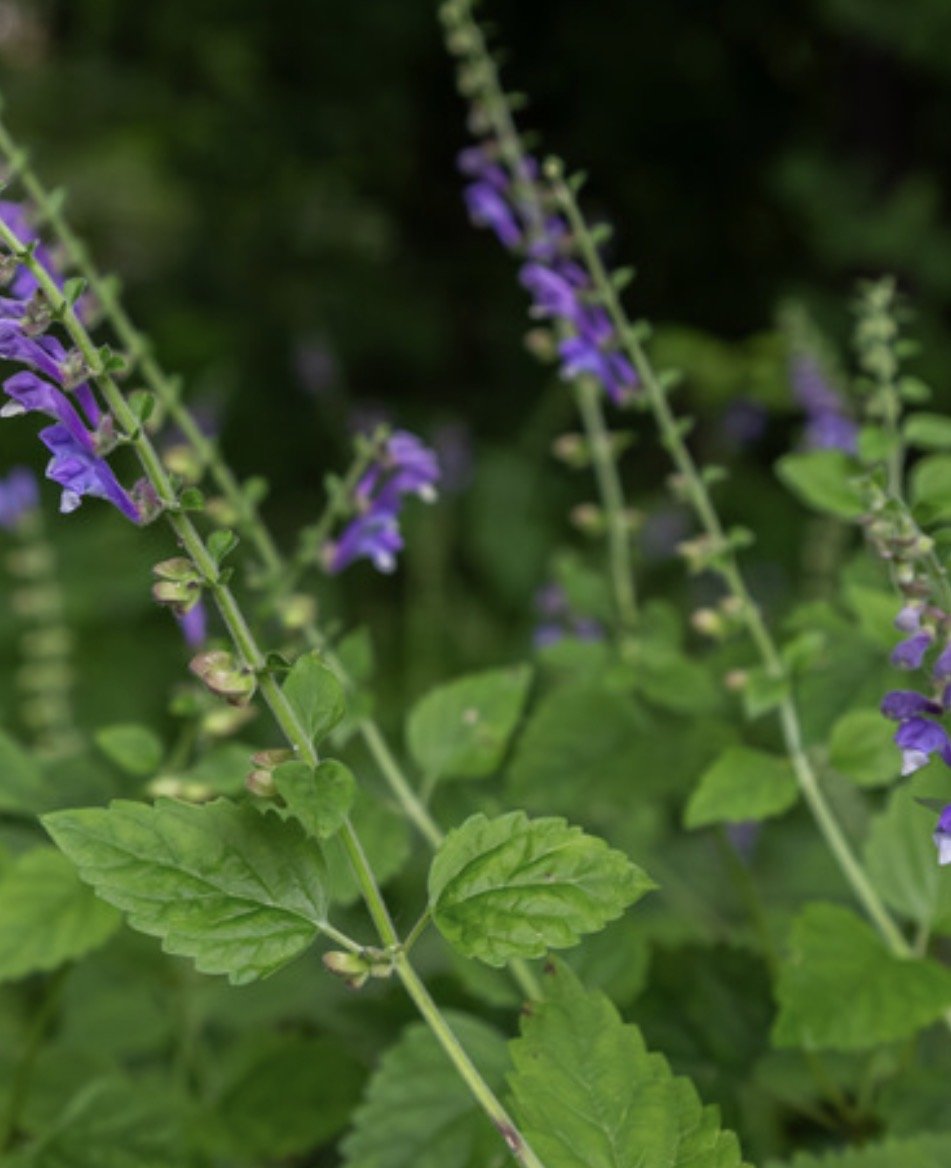 Skullcap Starts