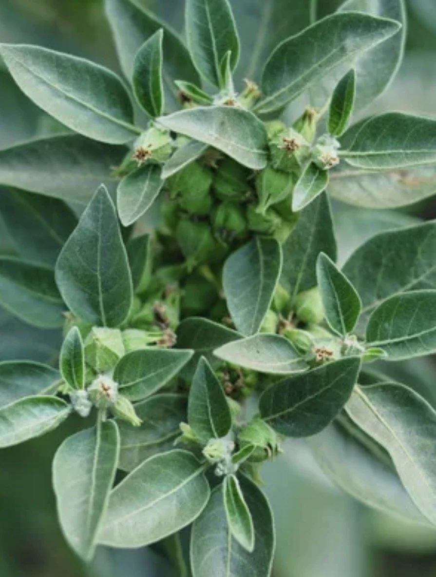 Ashwagandha Starts