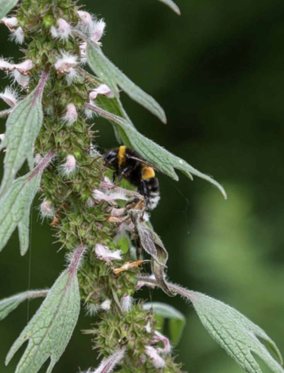 Motherwort Starts