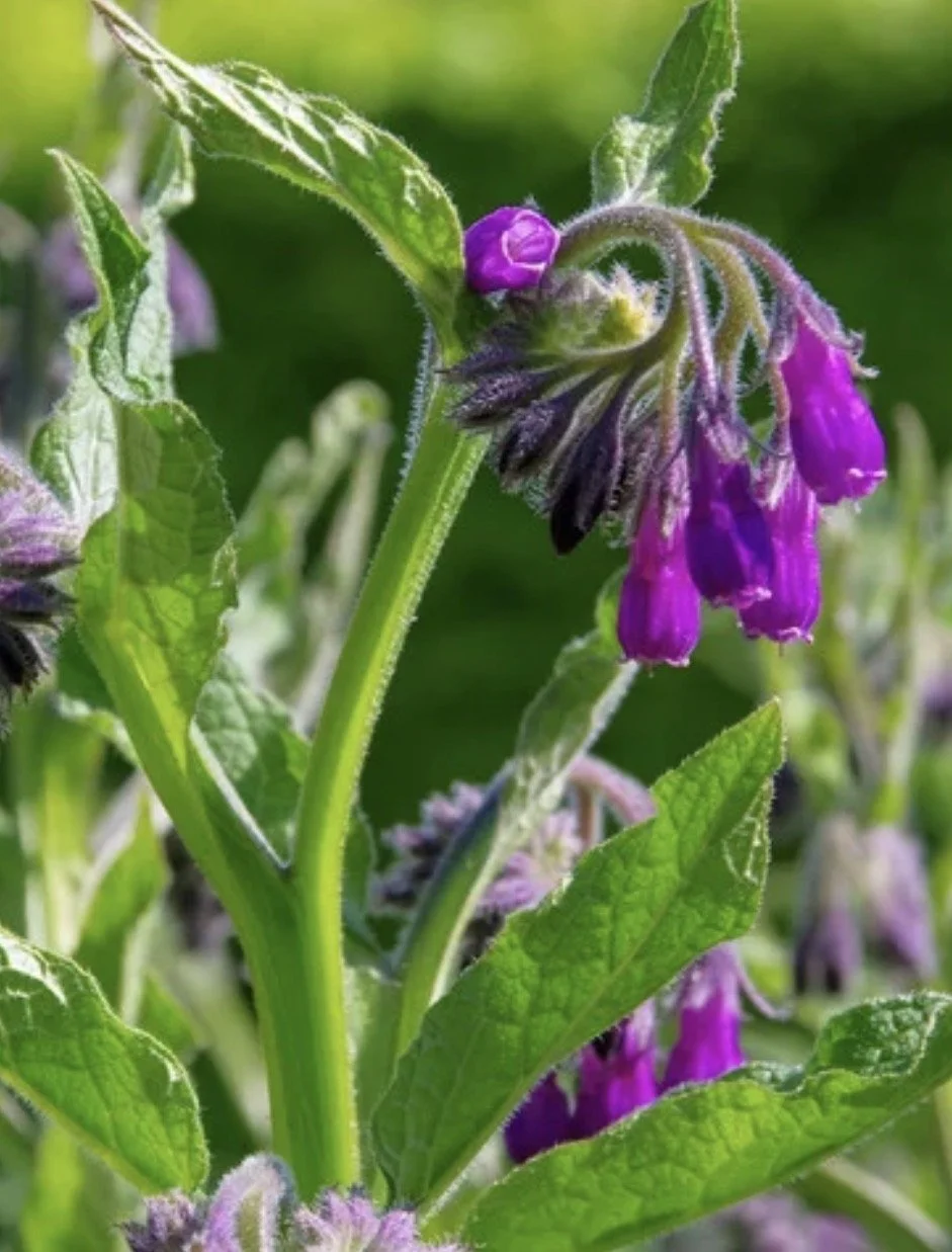 Comfrey Starts