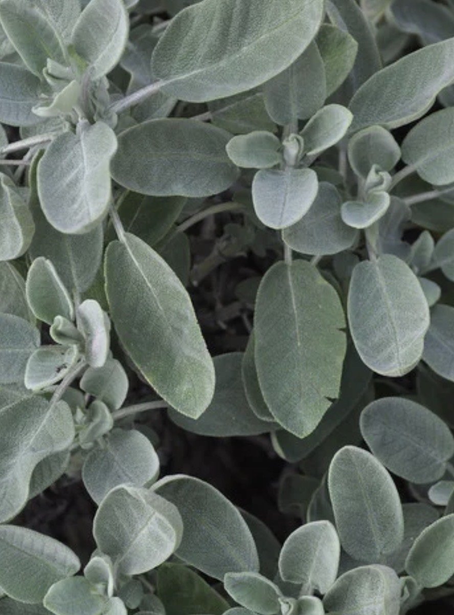 Sage, White Starts