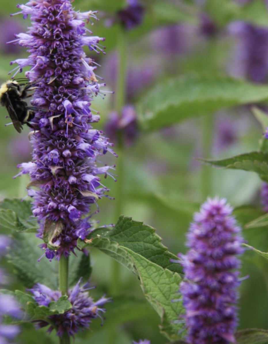 Hyssop Starts