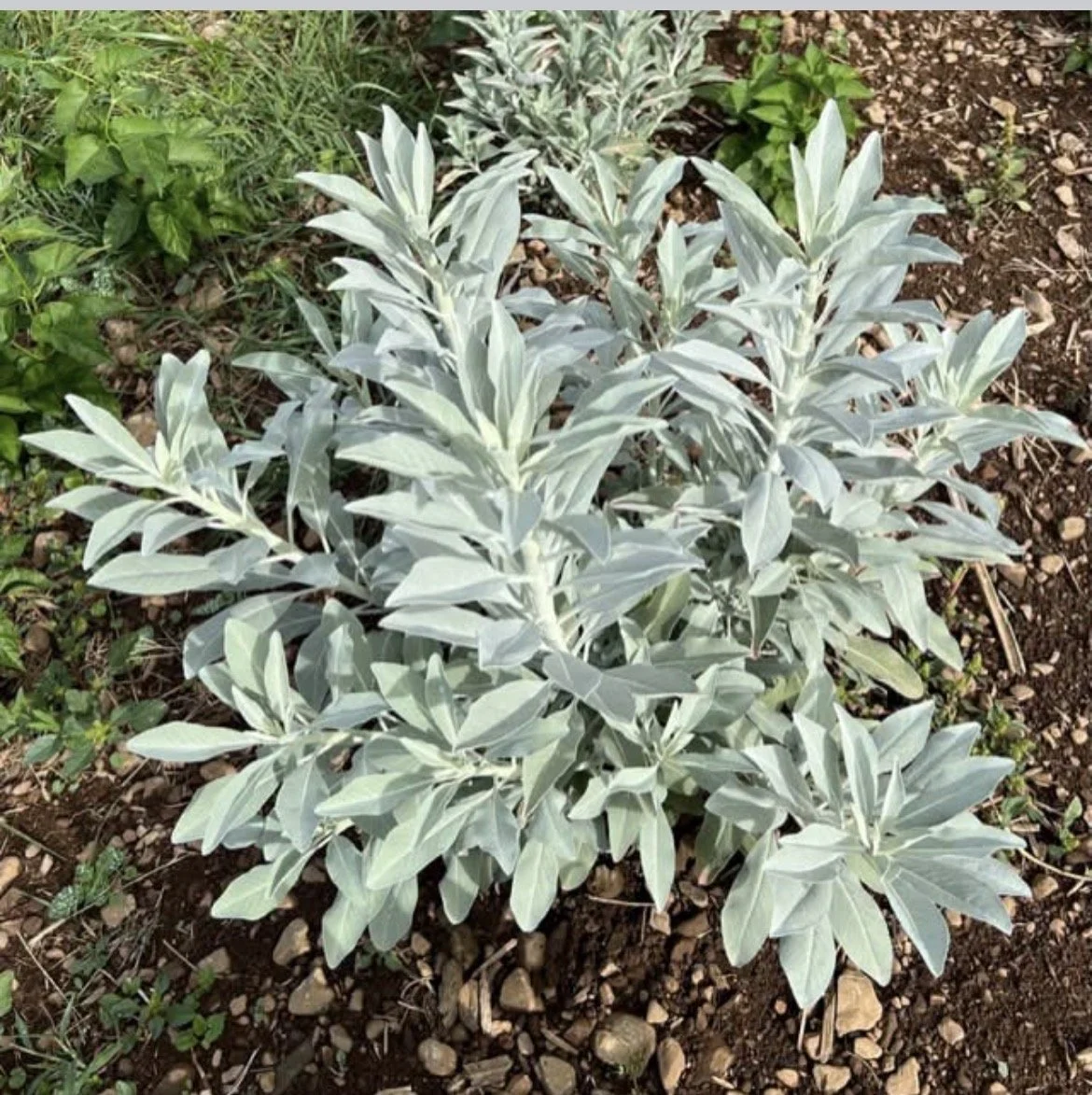 Class: Plant Consultations