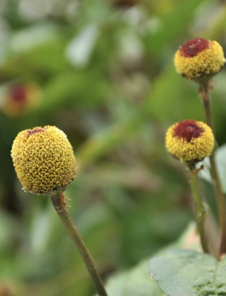 Spilanthes Starts