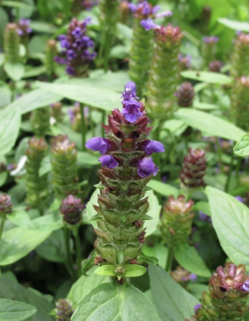 Self Heal Starts