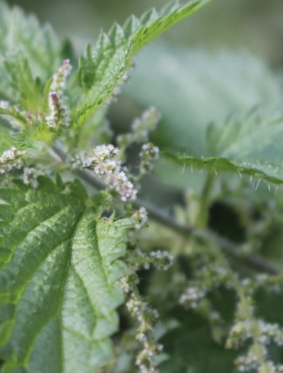 Stinging Nettles Starts