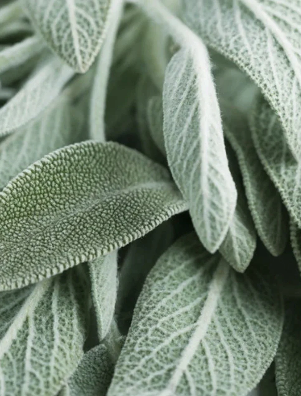Sage, Garden Start