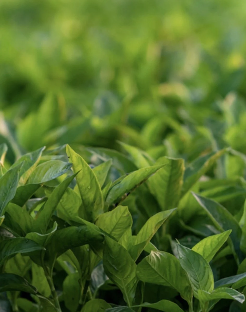 Japanese Indigo Starts