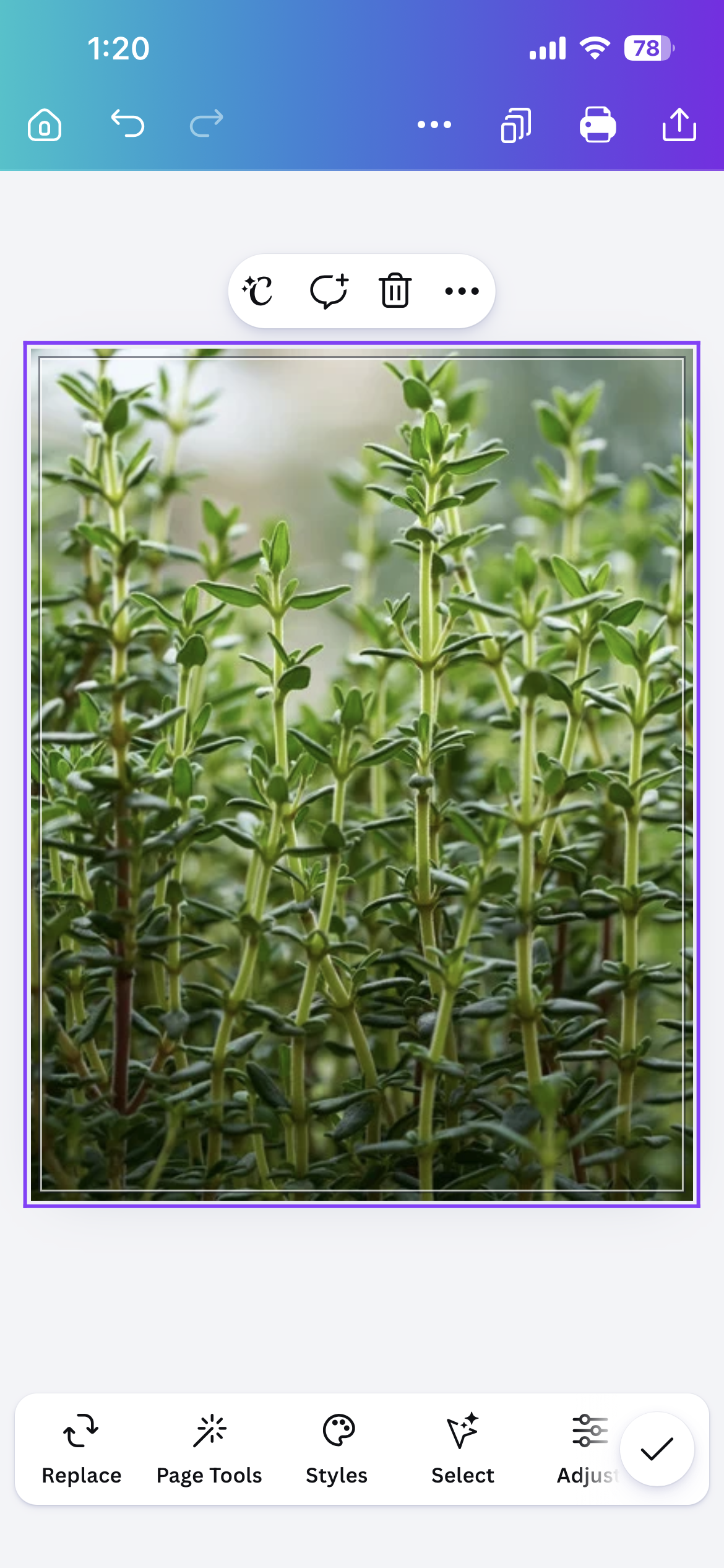 Thyme, English Broadleaf Starts
