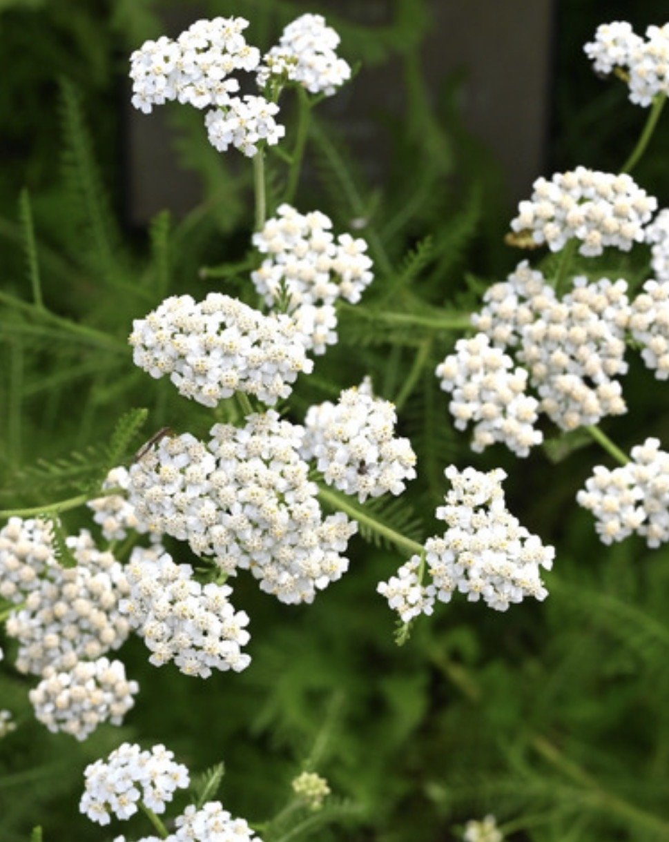 Yarrow, White Starts