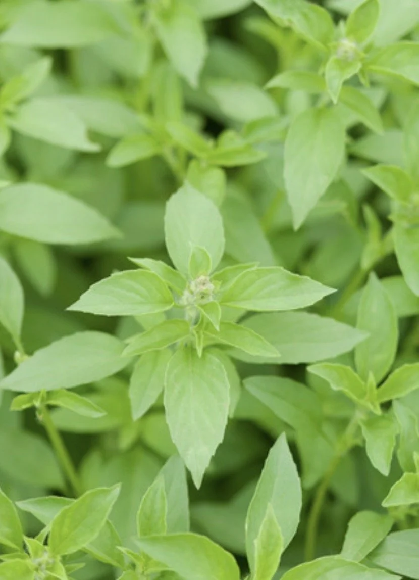 Summer Herb Class 8/29/2026