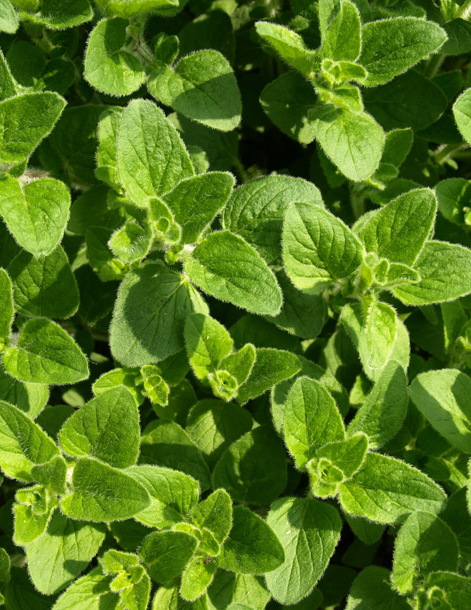 Oregano, Greek Starts