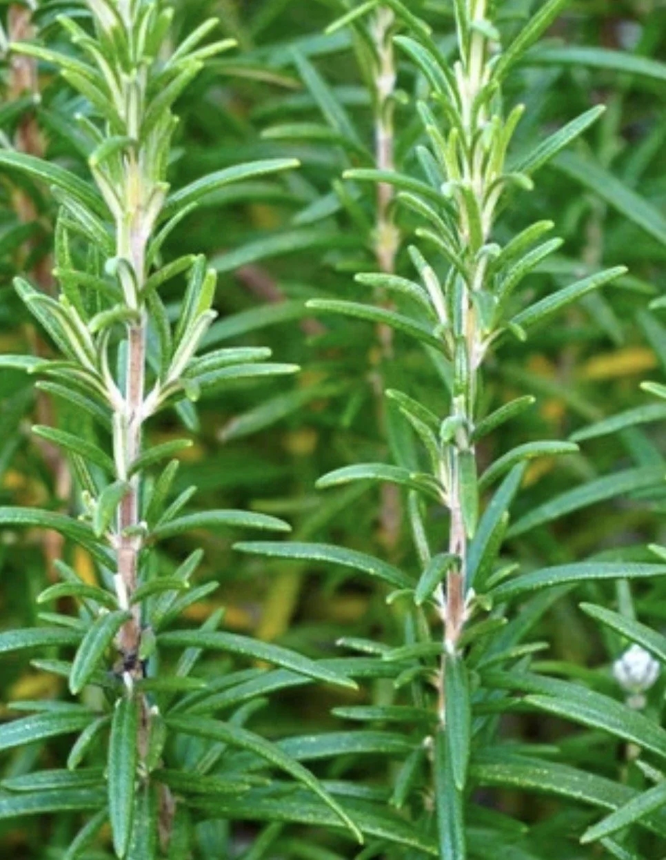 Rosemary Starts