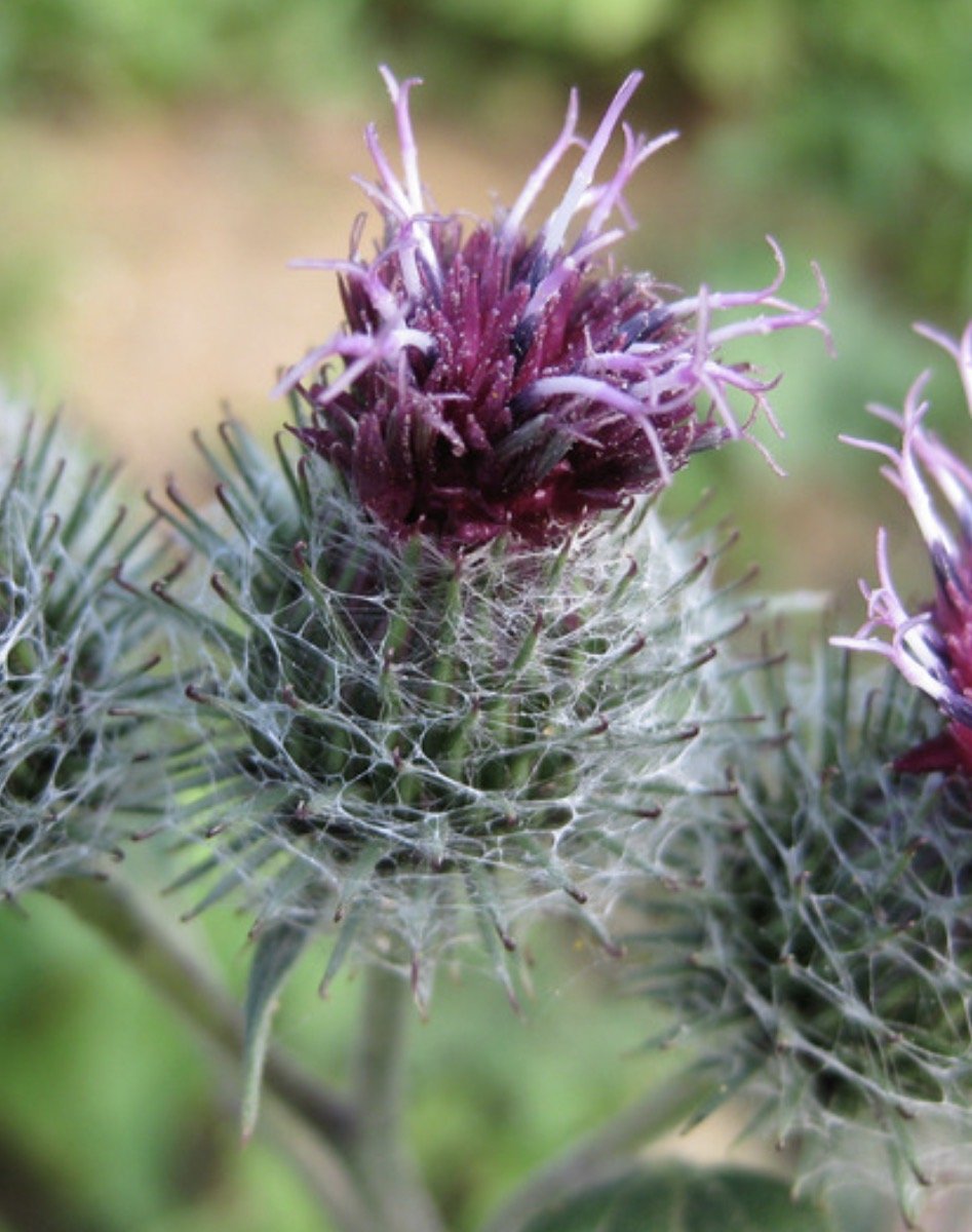 Burdock Starts