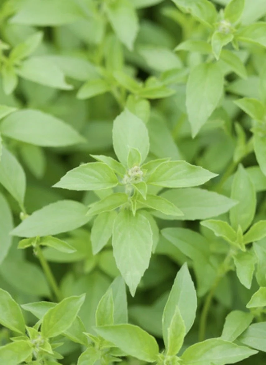 Basil, Lime Starts
