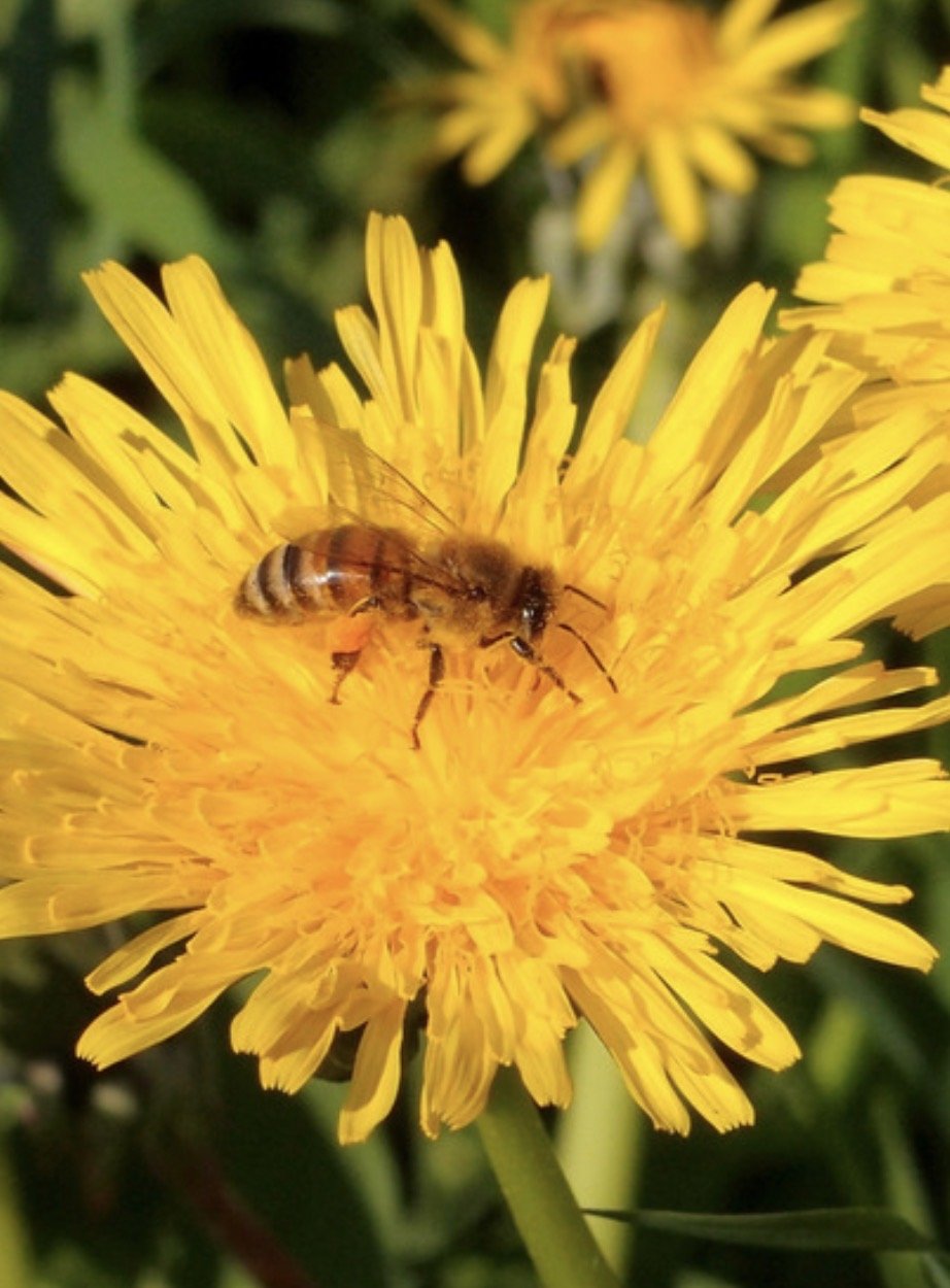 Dandelion, Wild Starts