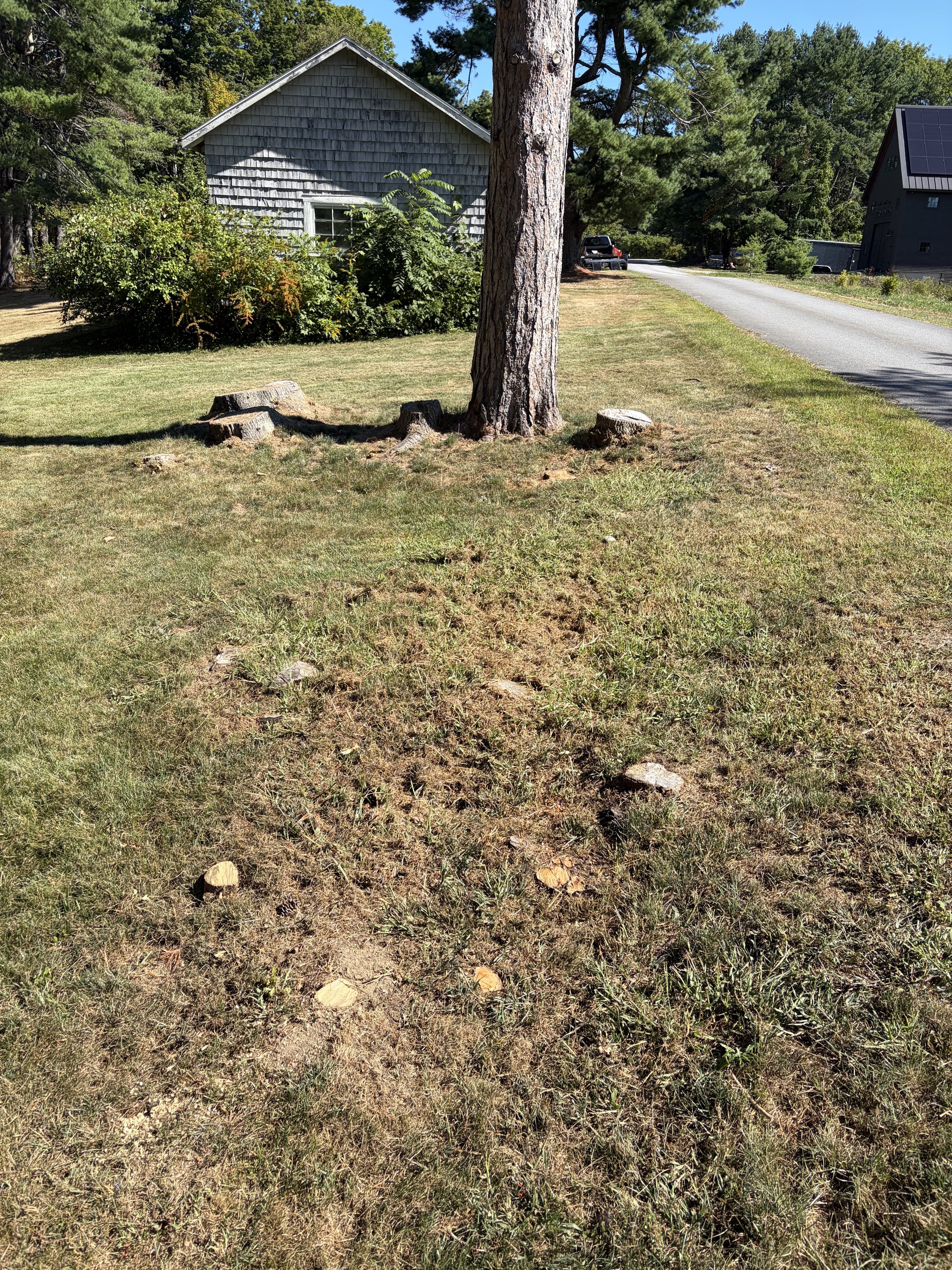 Stump Grinding