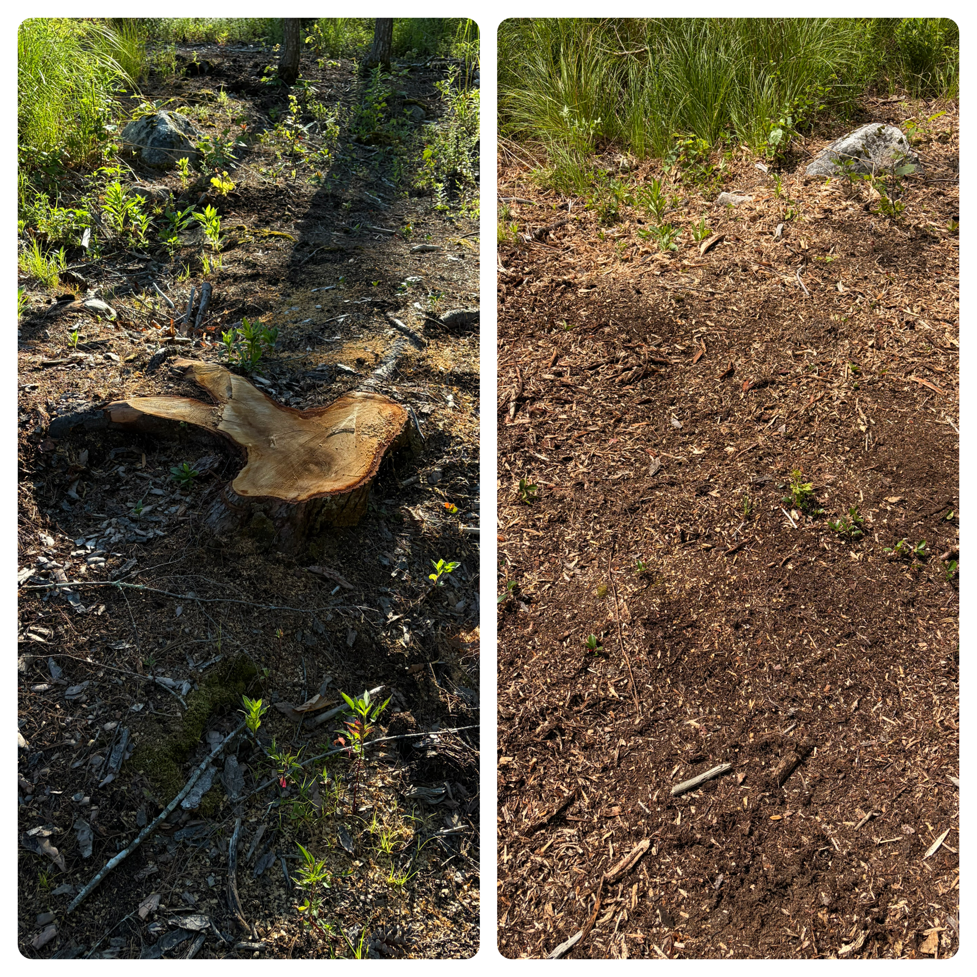 Stump Grinding