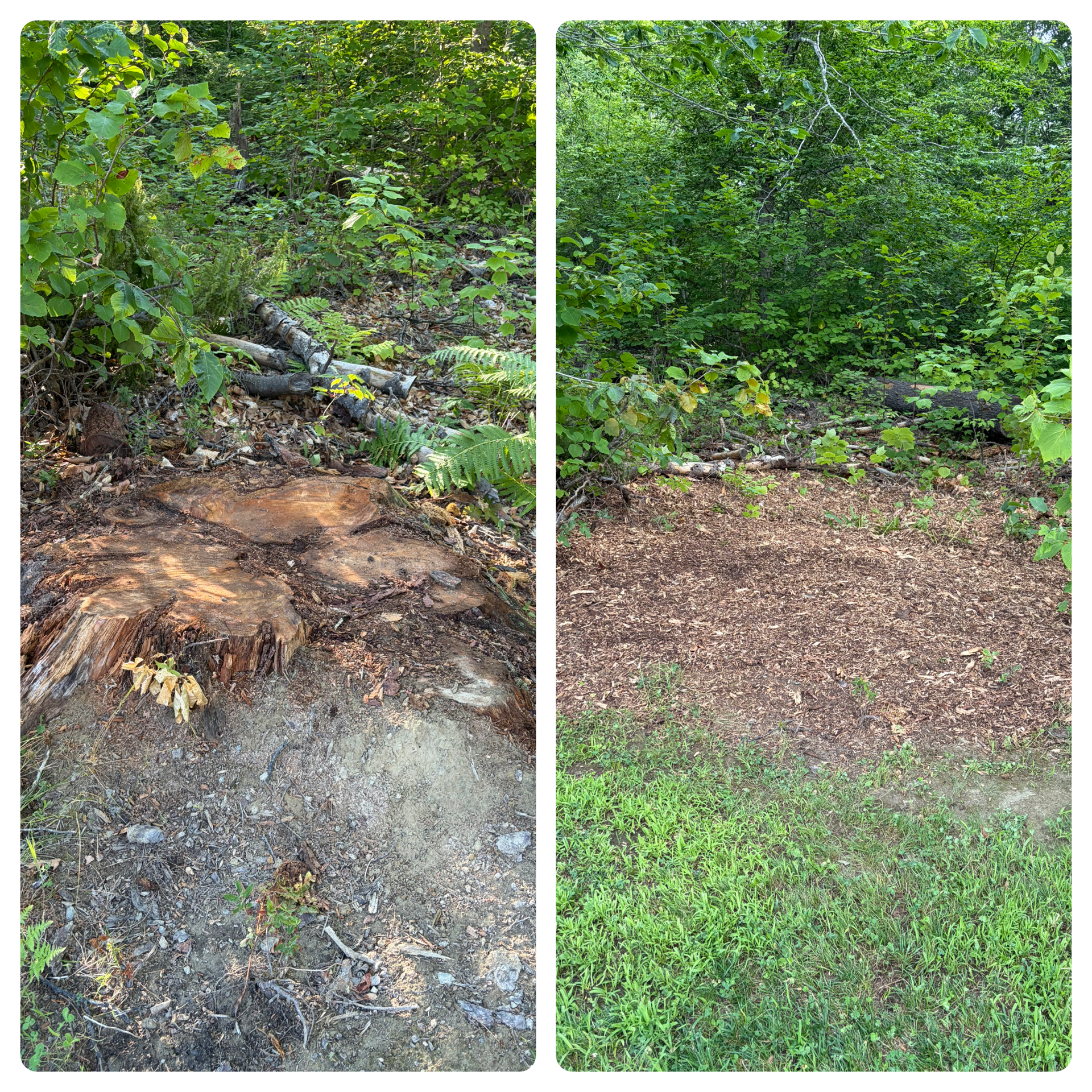 Stump Grinding