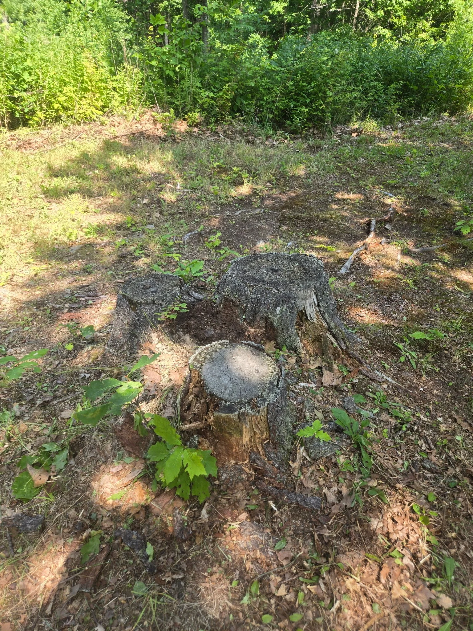 Stump Grinding