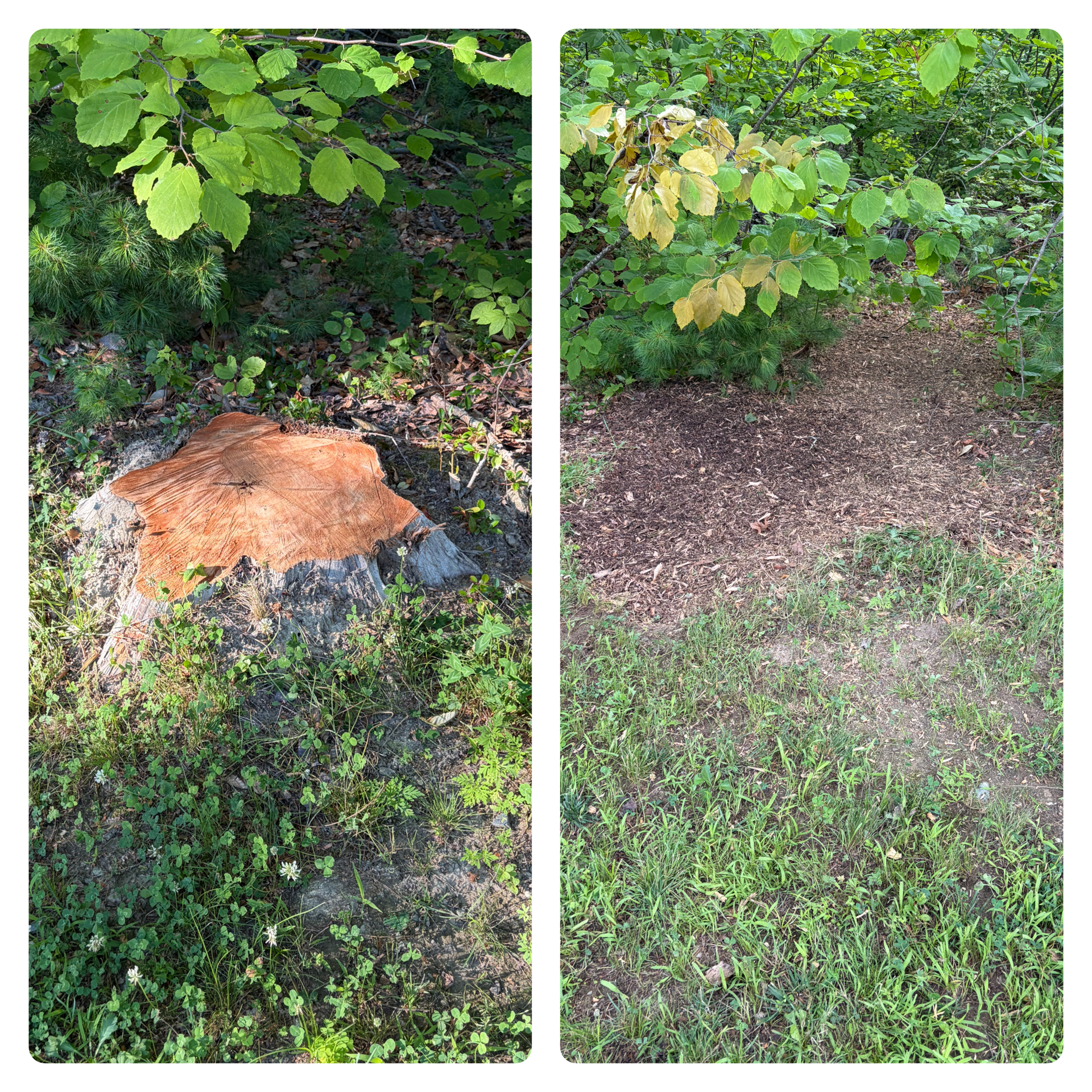 Stump Grinding