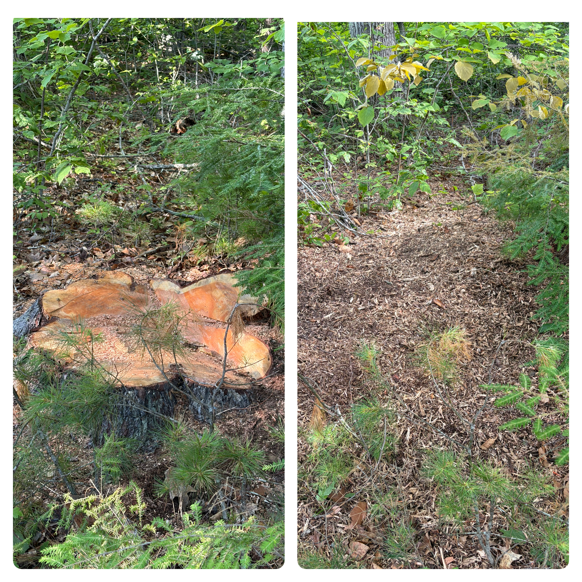 Stump Grinding
