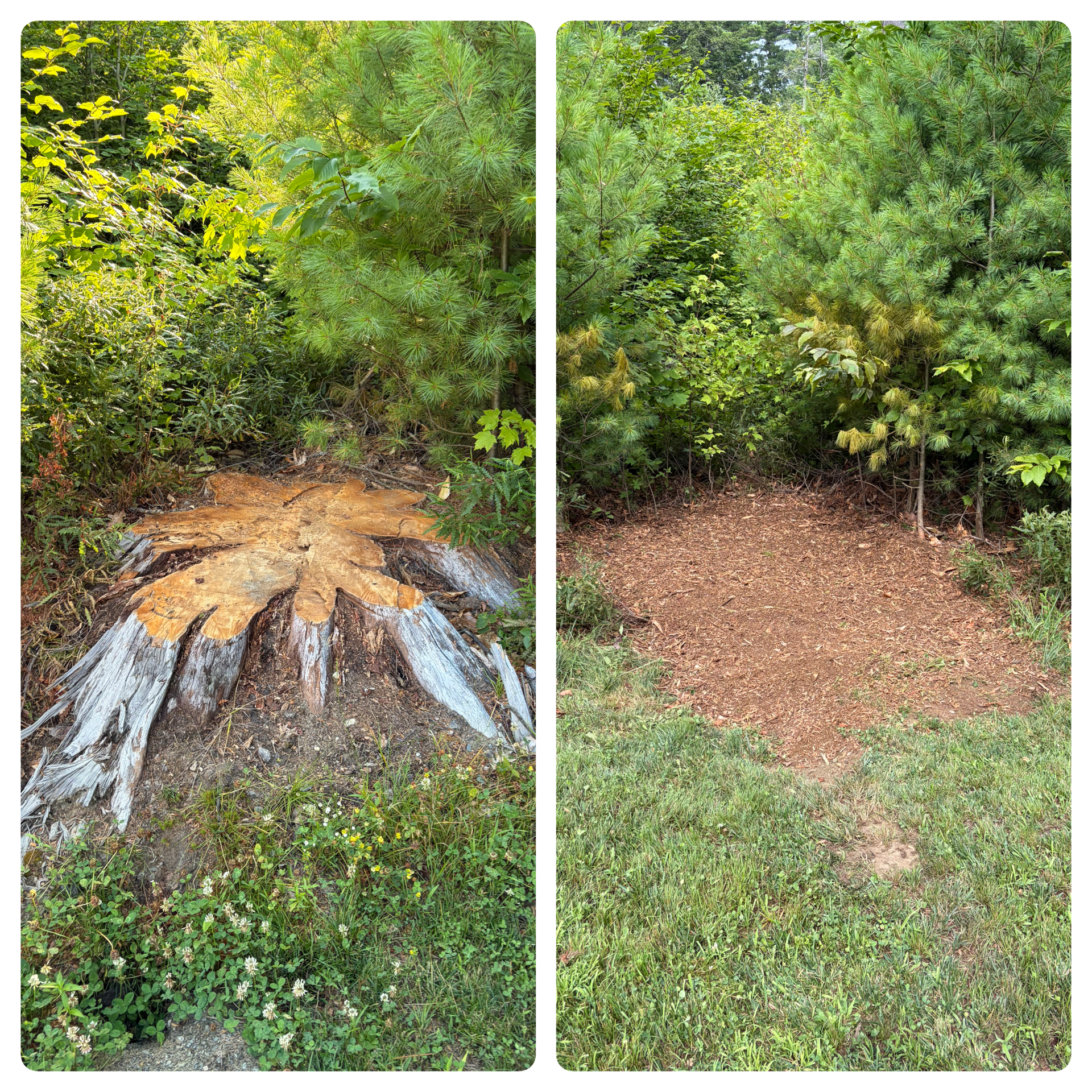 Stump Grinding