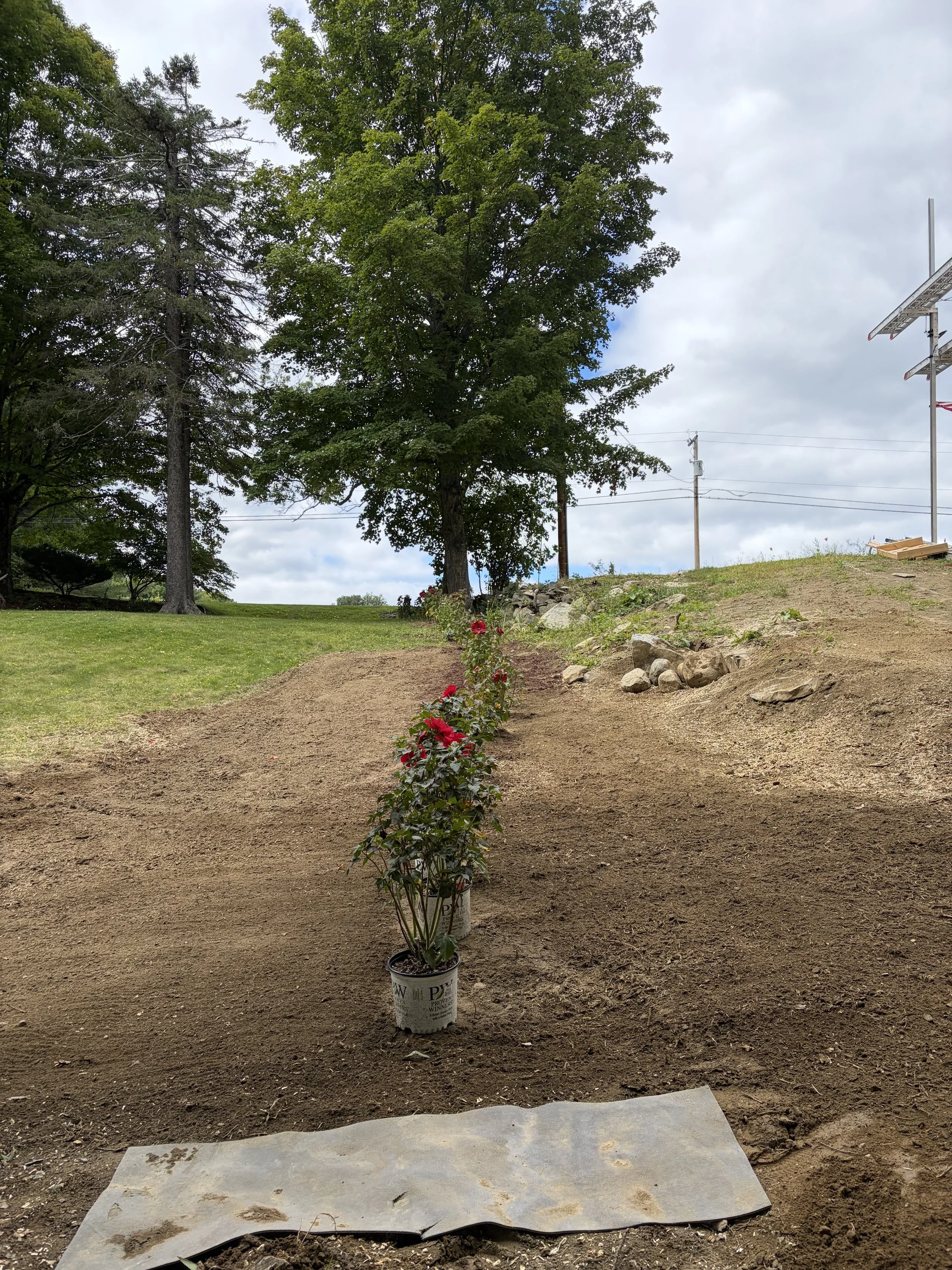 Stump Grinding