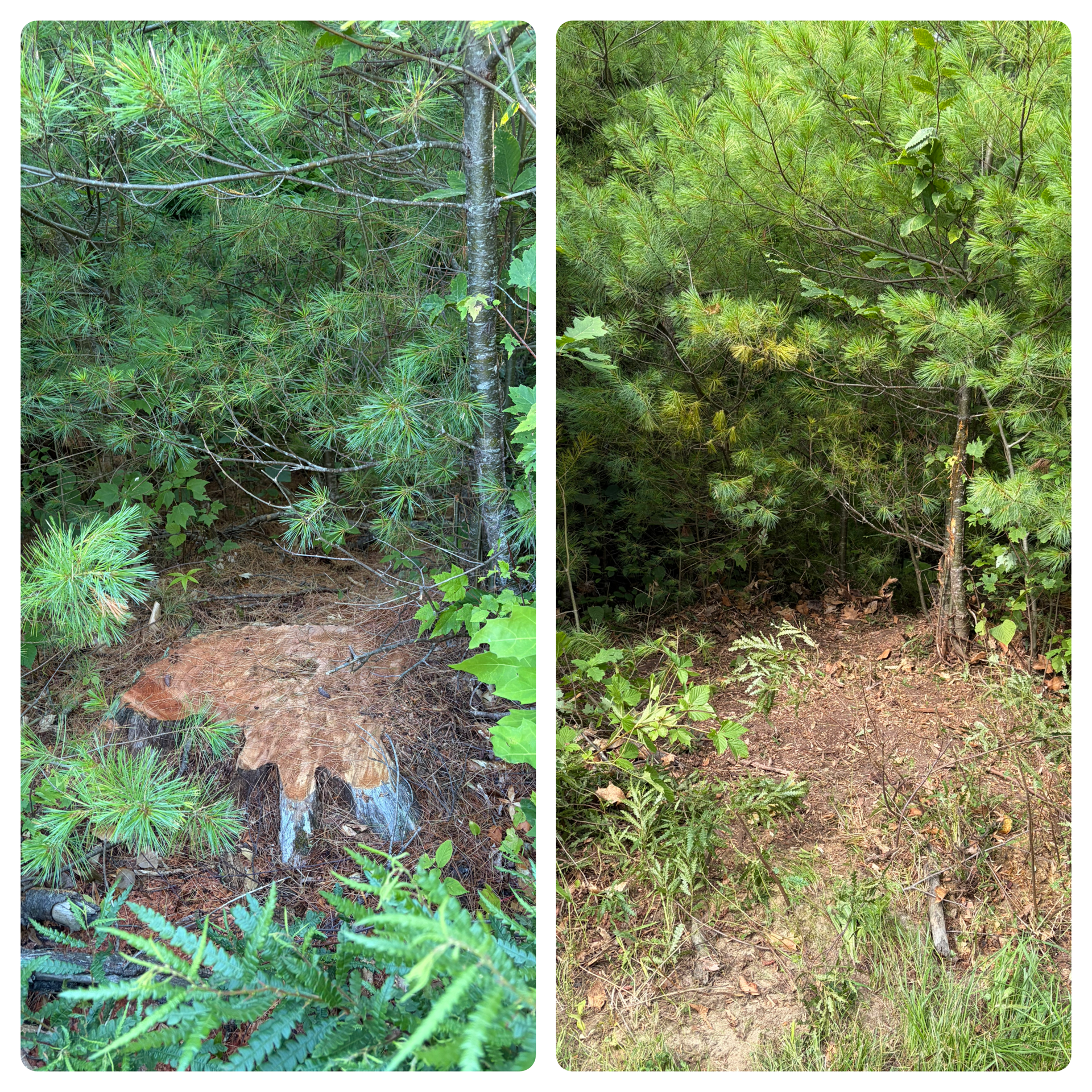 Stump Grinding
